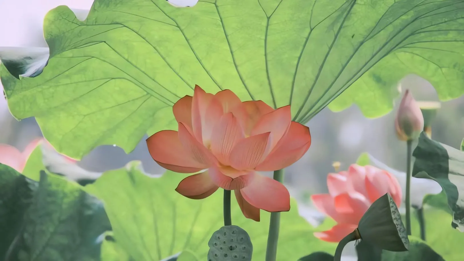 ins风 壁纸预览