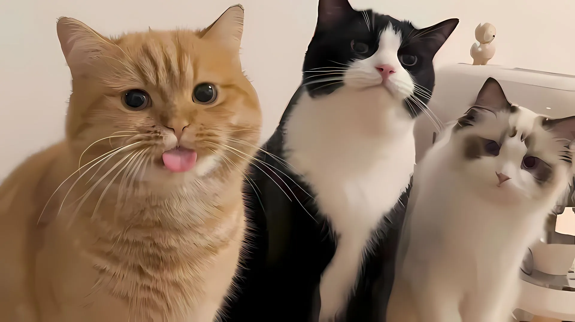 动物 小猫 猫咪 壁纸预览