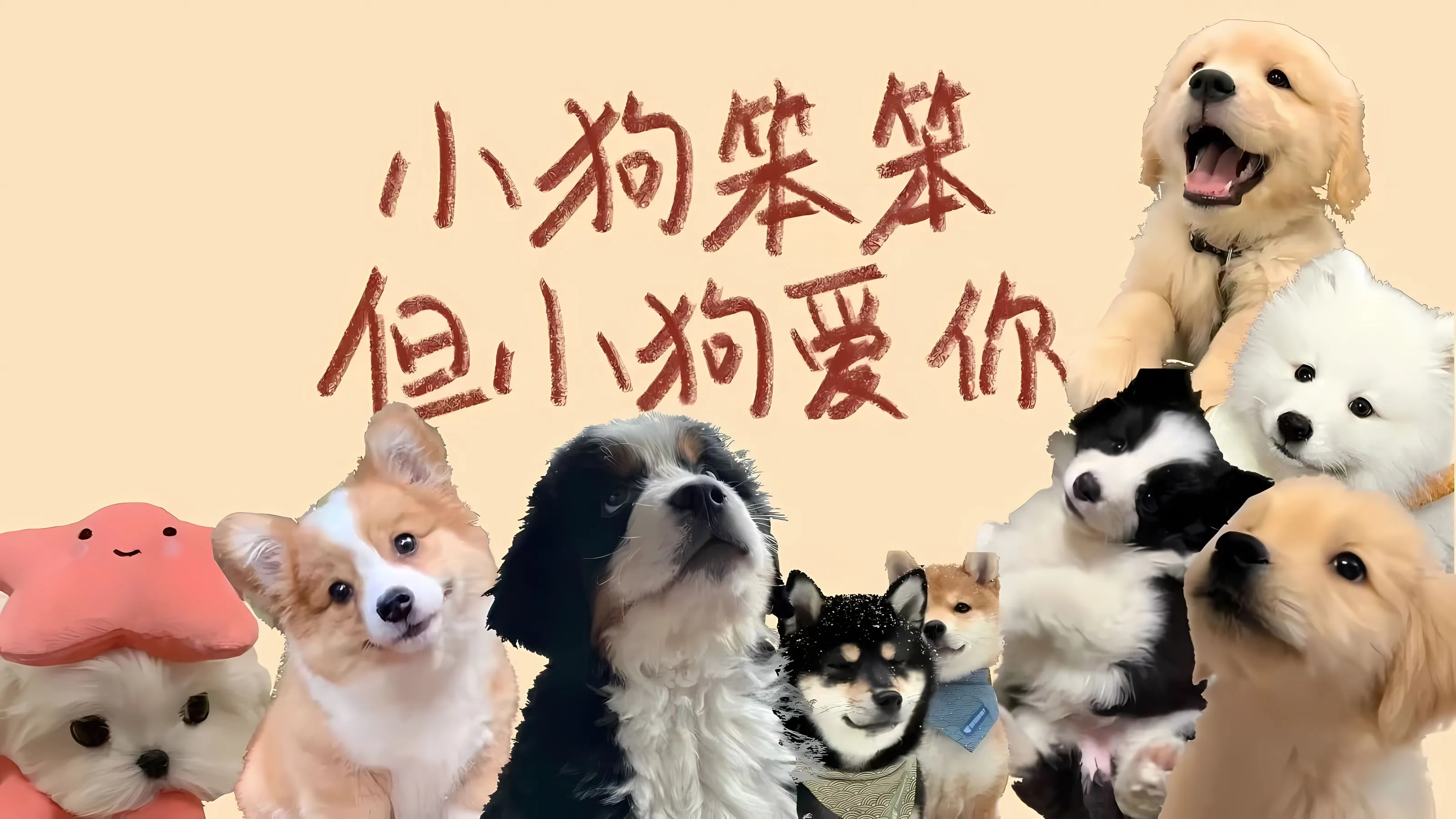 动物 可爱 小狗 壁纸预览