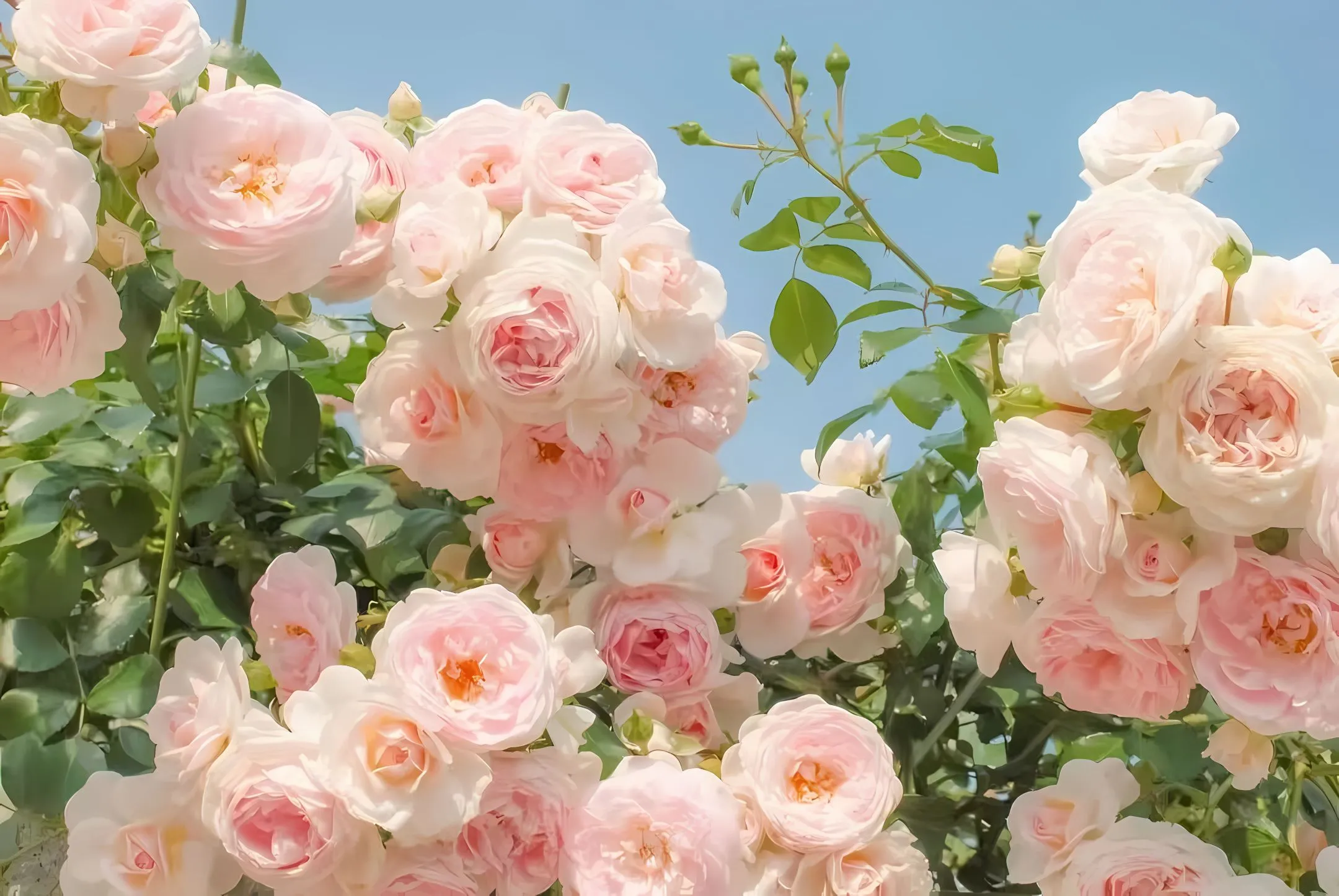ins风 夏日 大自然 小清新 花 花卉 壁纸预览