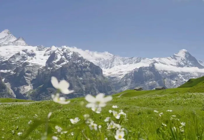 植物 唯美 夏日 大自然 小清新 旅行 壁纸预览