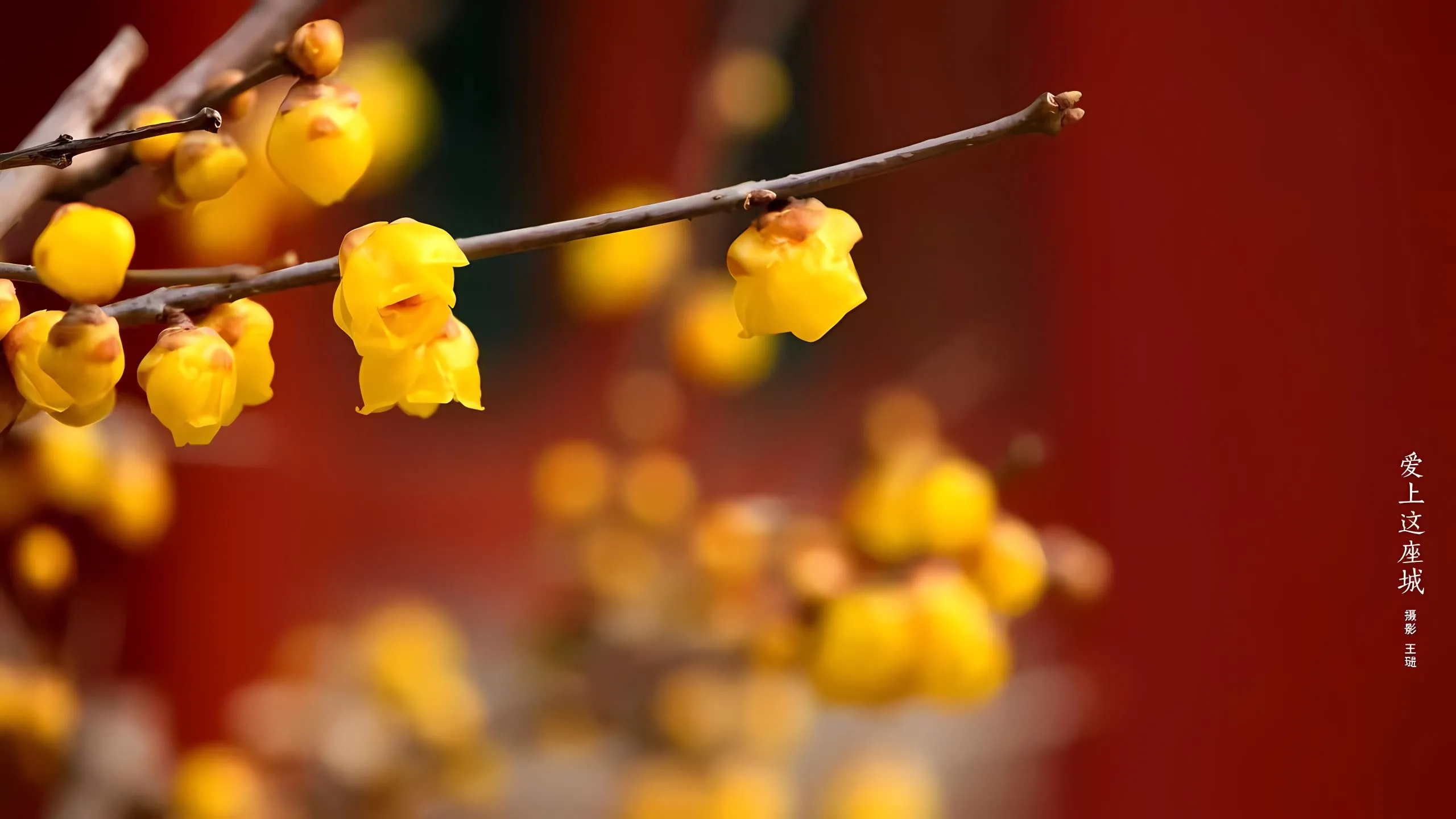 植物 氛围感 中国风 唯美 大自然 整洁 壁纸预览