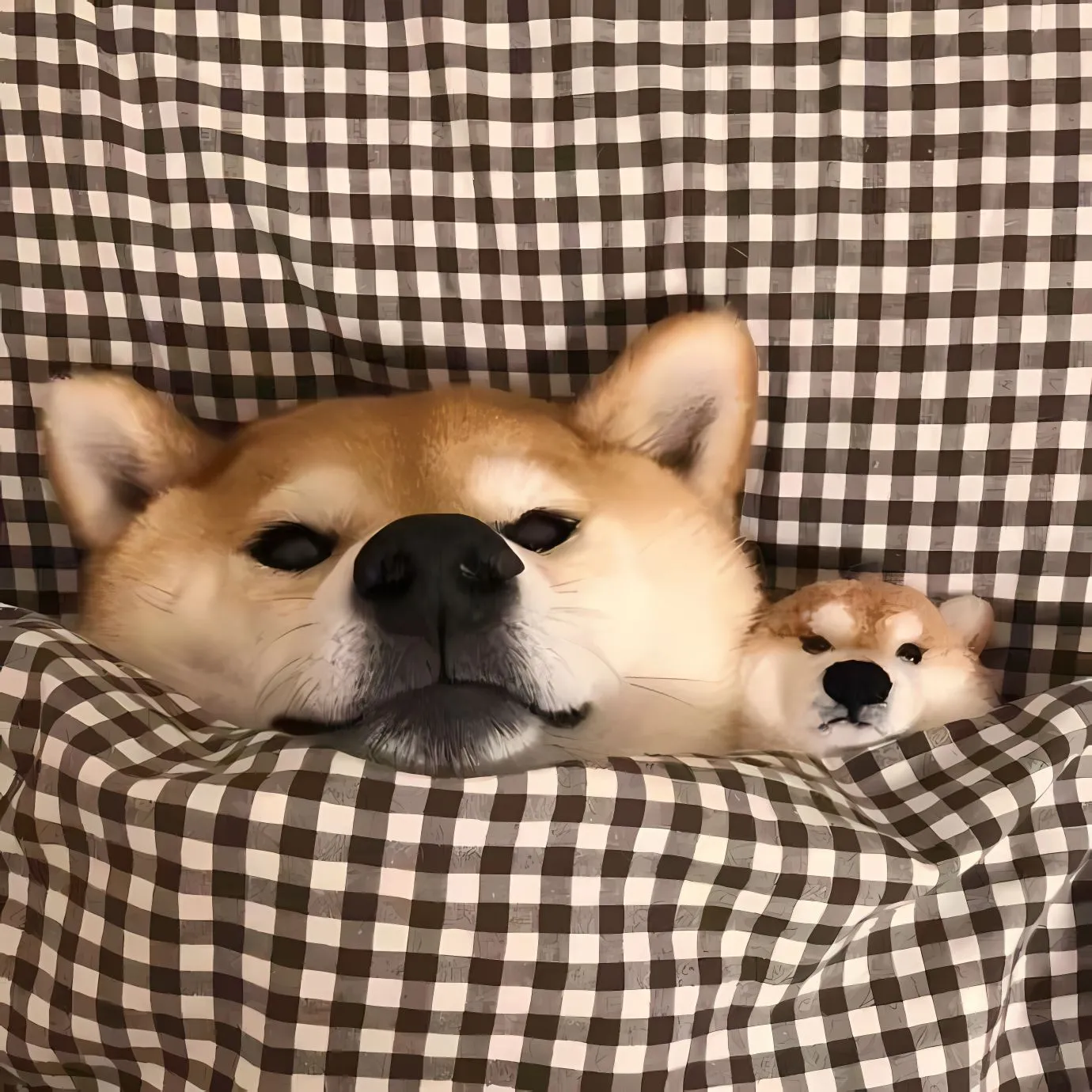 动物 小狗 柴犬 可爱 壁纸预览