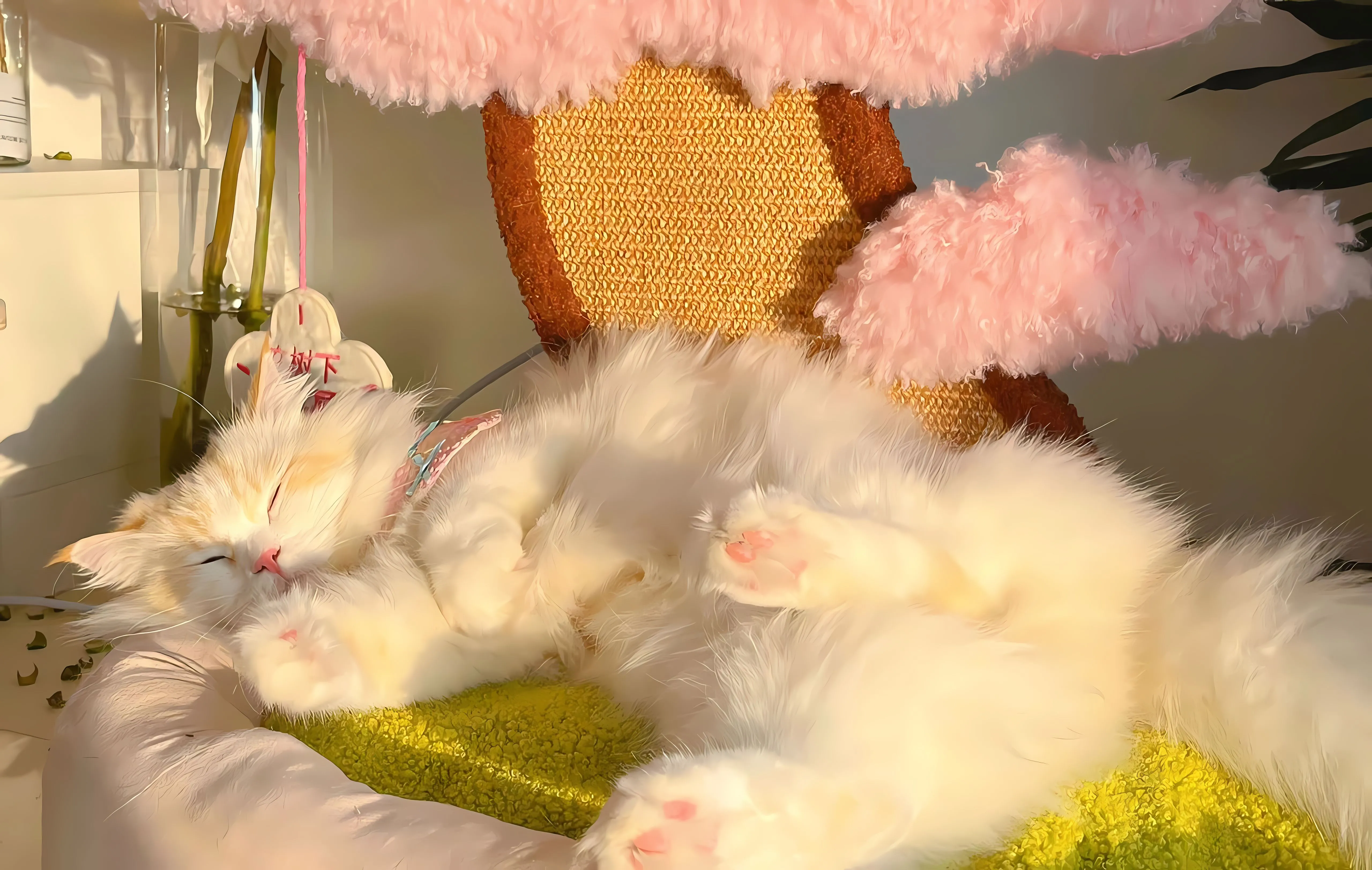 ins风 动物 小猫 猫咪 壁纸预览