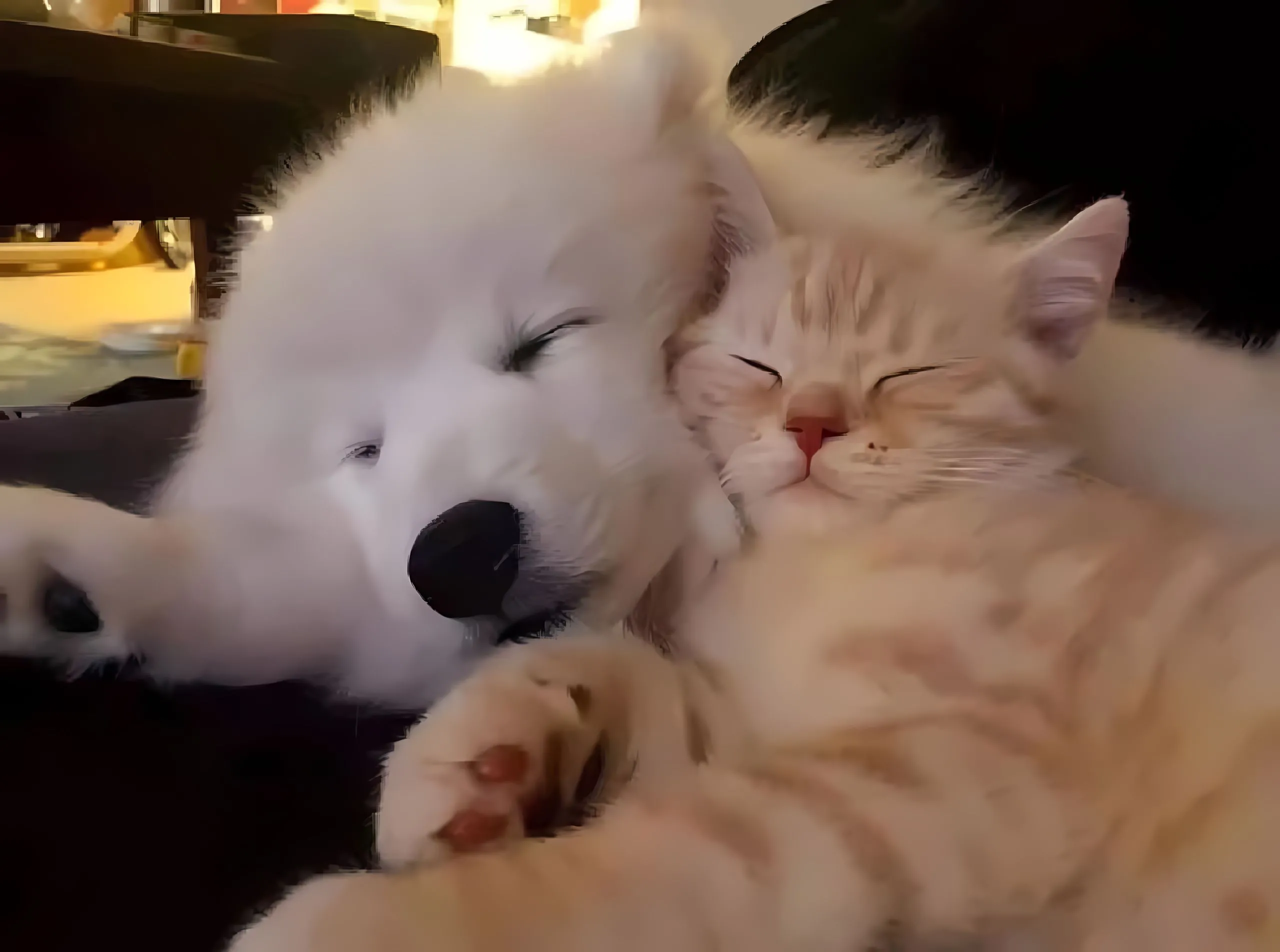 动物 猫咪 可爱 壁纸预览