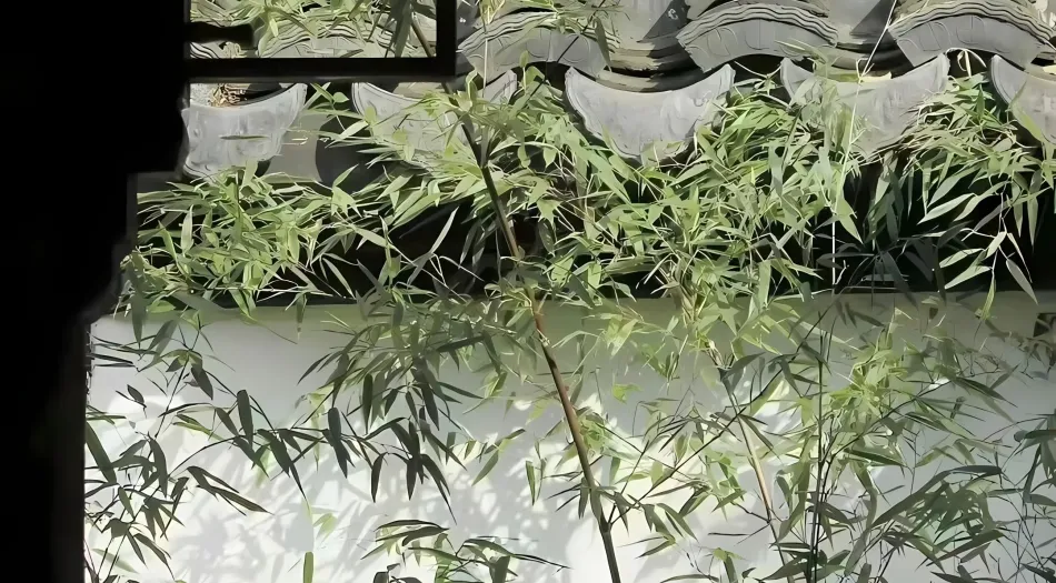 ins风(分类),植物(分类),古风,韵味,干净,感觉,文字,竹子,风景 壁纸预览