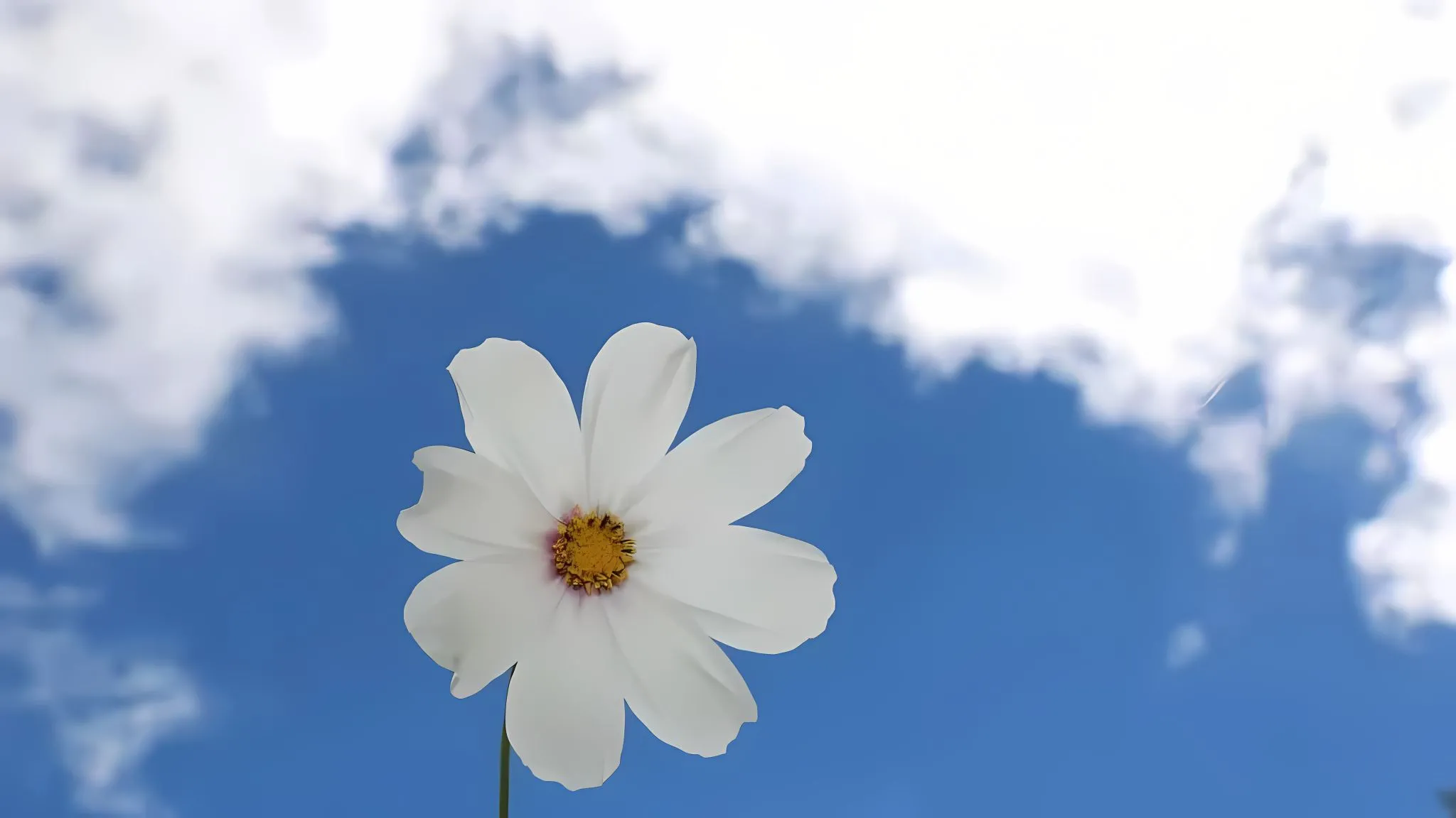 ins风 小清新 治愈 唯美 花 天空 壁纸预览