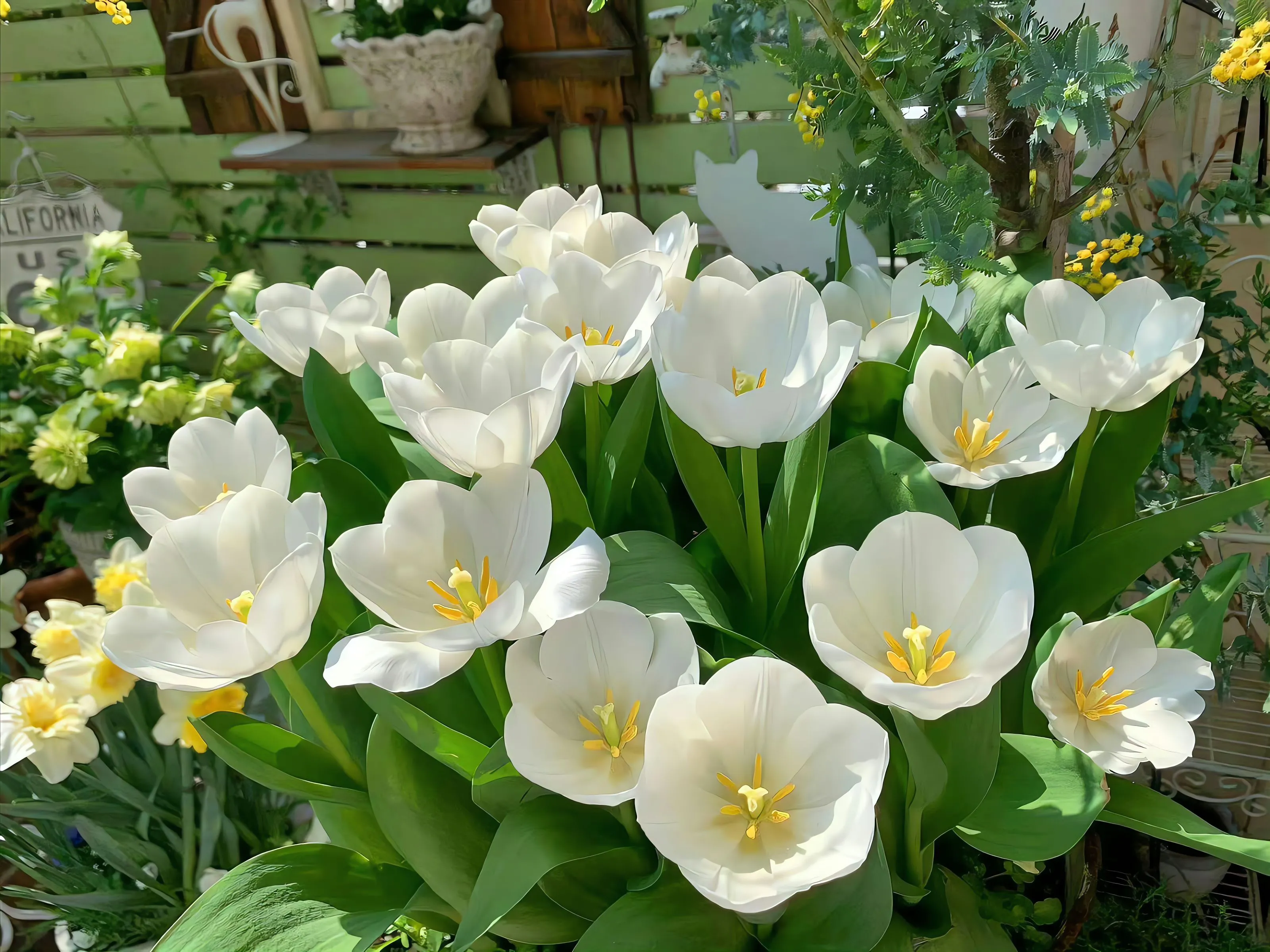 植物 ins风 绿色 打工人 壁纸预览