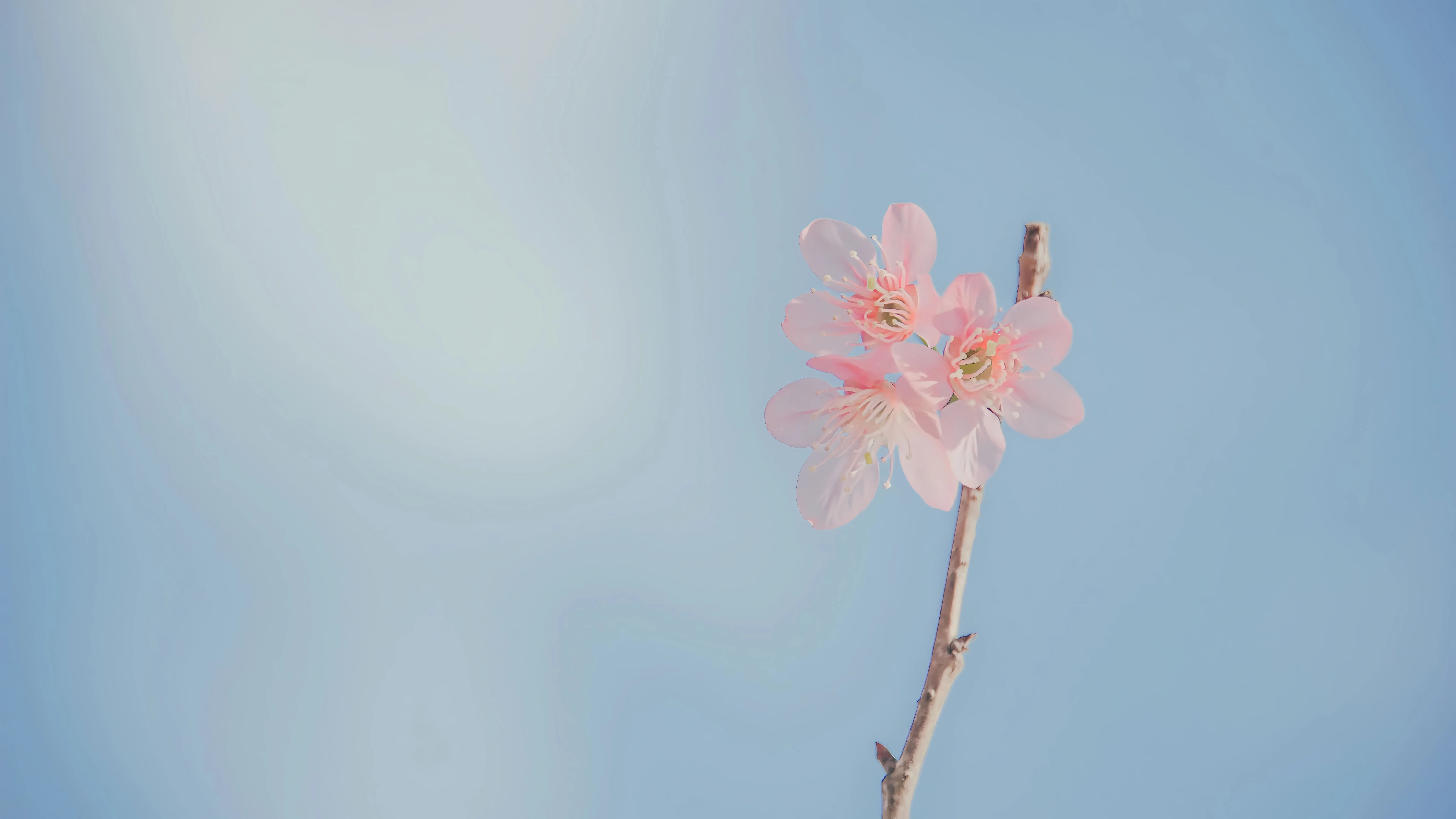 ins风 可爱 简约 小清新 花 壁纸预览