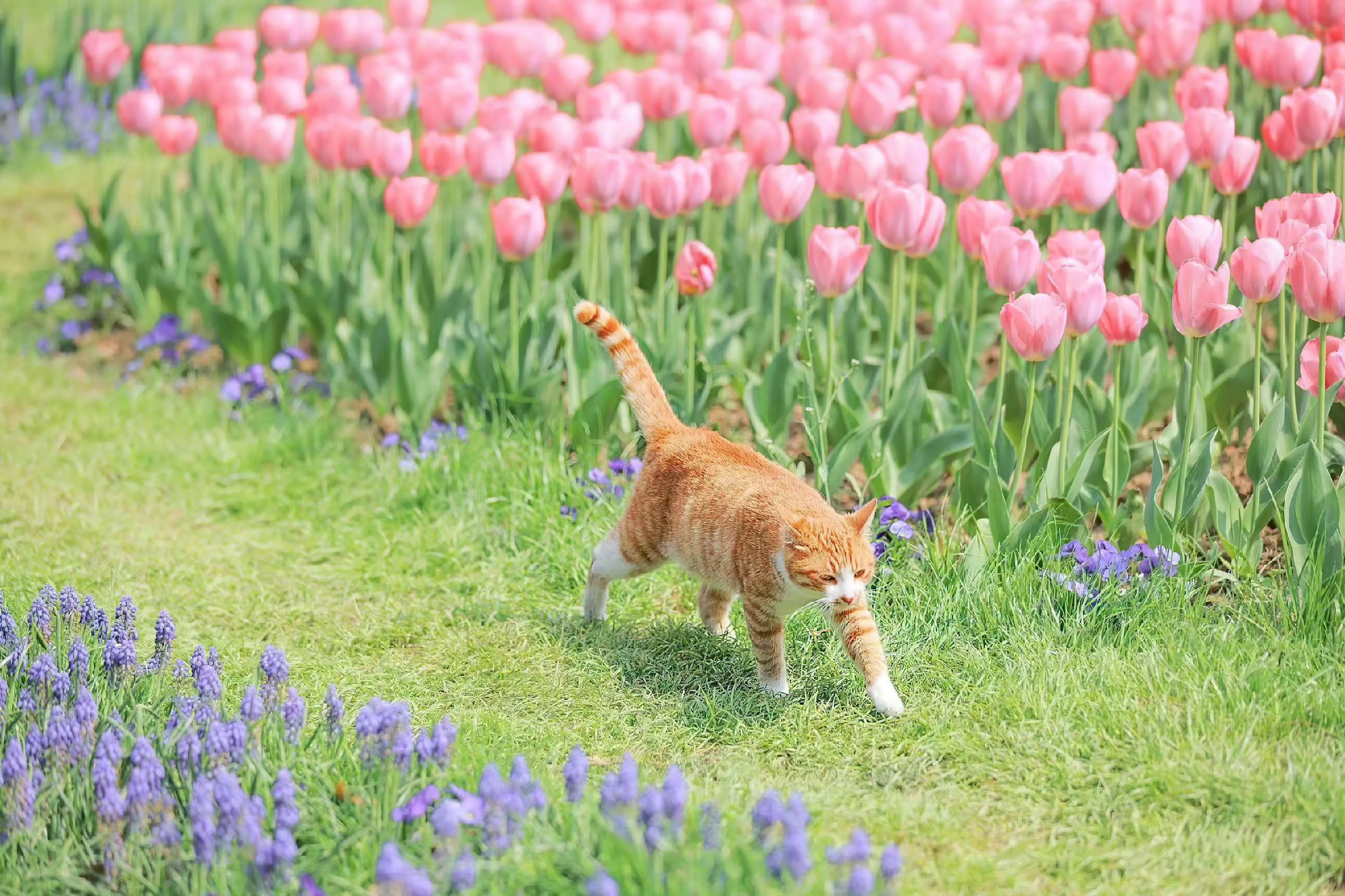 植物 动物 橘猫 温馨 玫瑰 花 壁纸预览