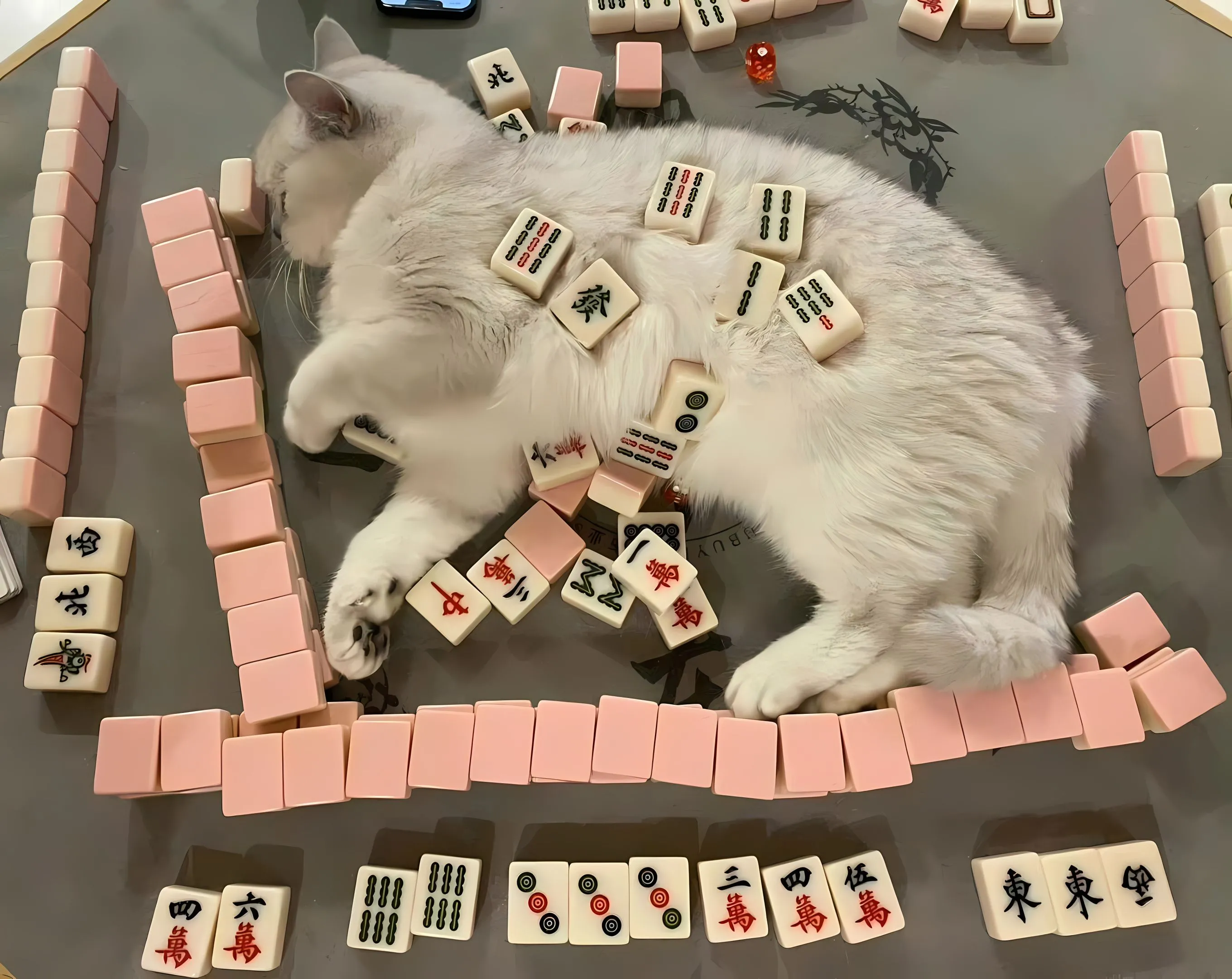 ins风 动物 小猫 小动物 可爱 壁纸预览