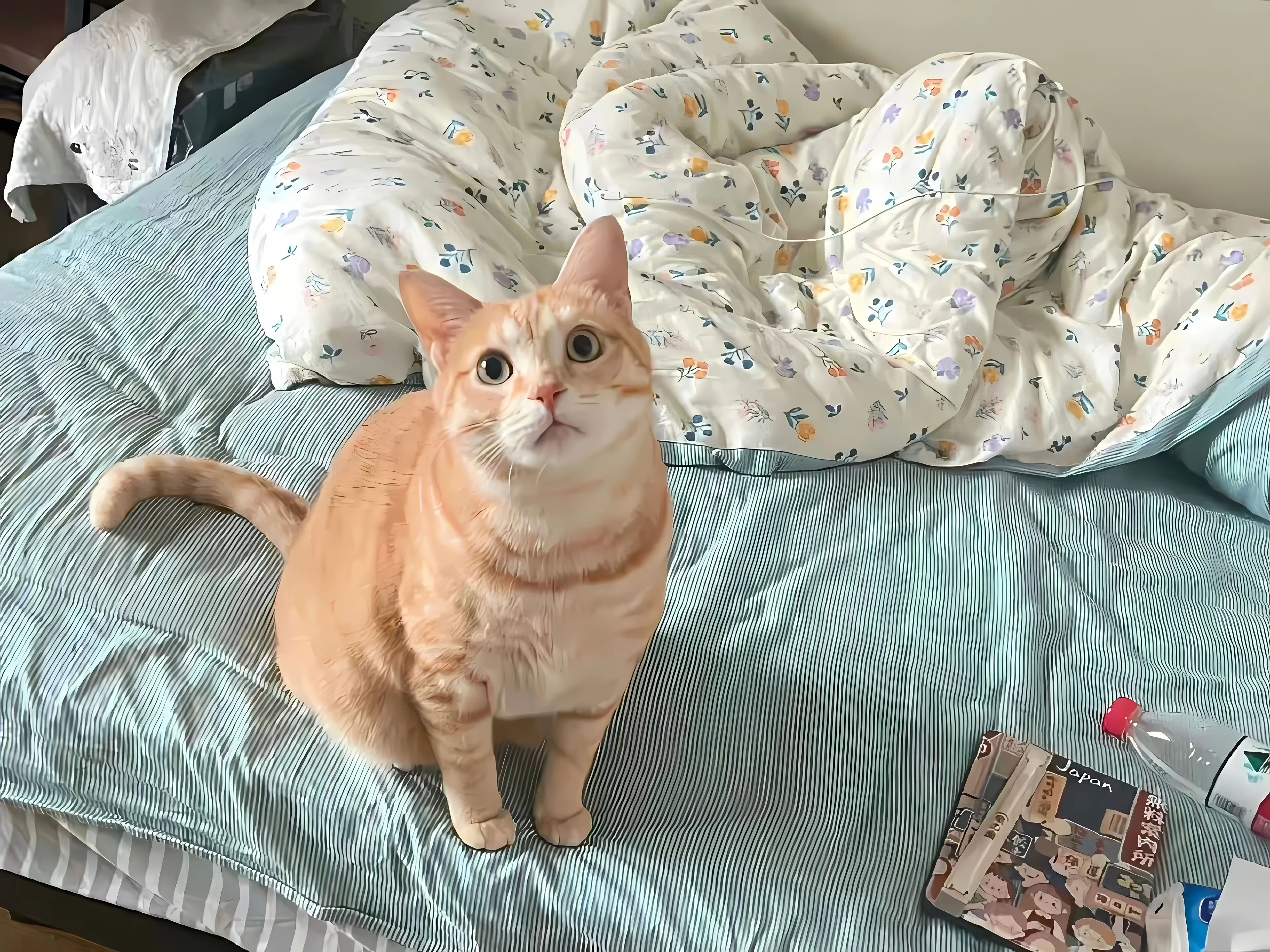 动物 可爱 呆萌 猫咪 壁纸预览