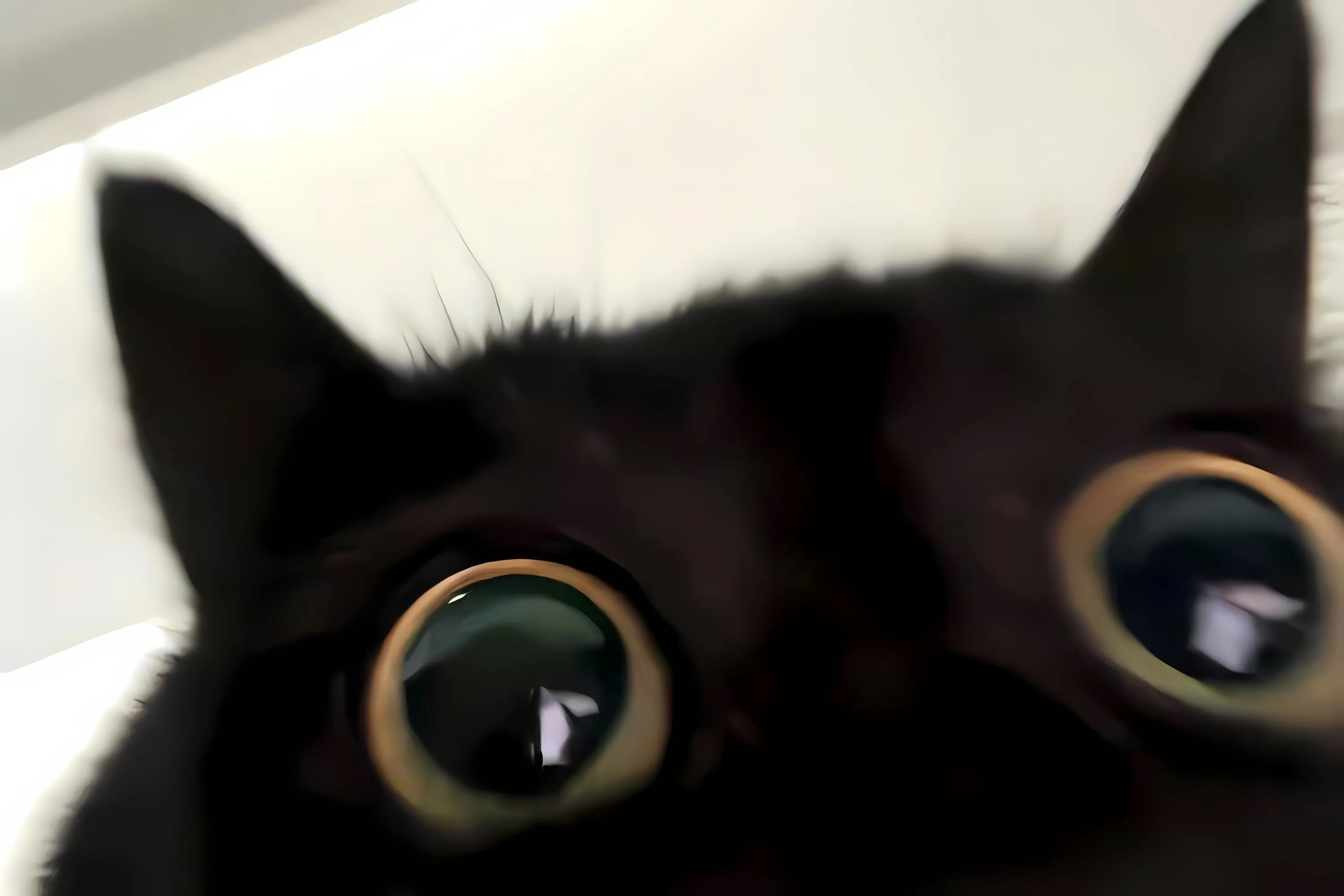 ins风 动物 猫咪 可爱 治愈 小动物 壁纸预览