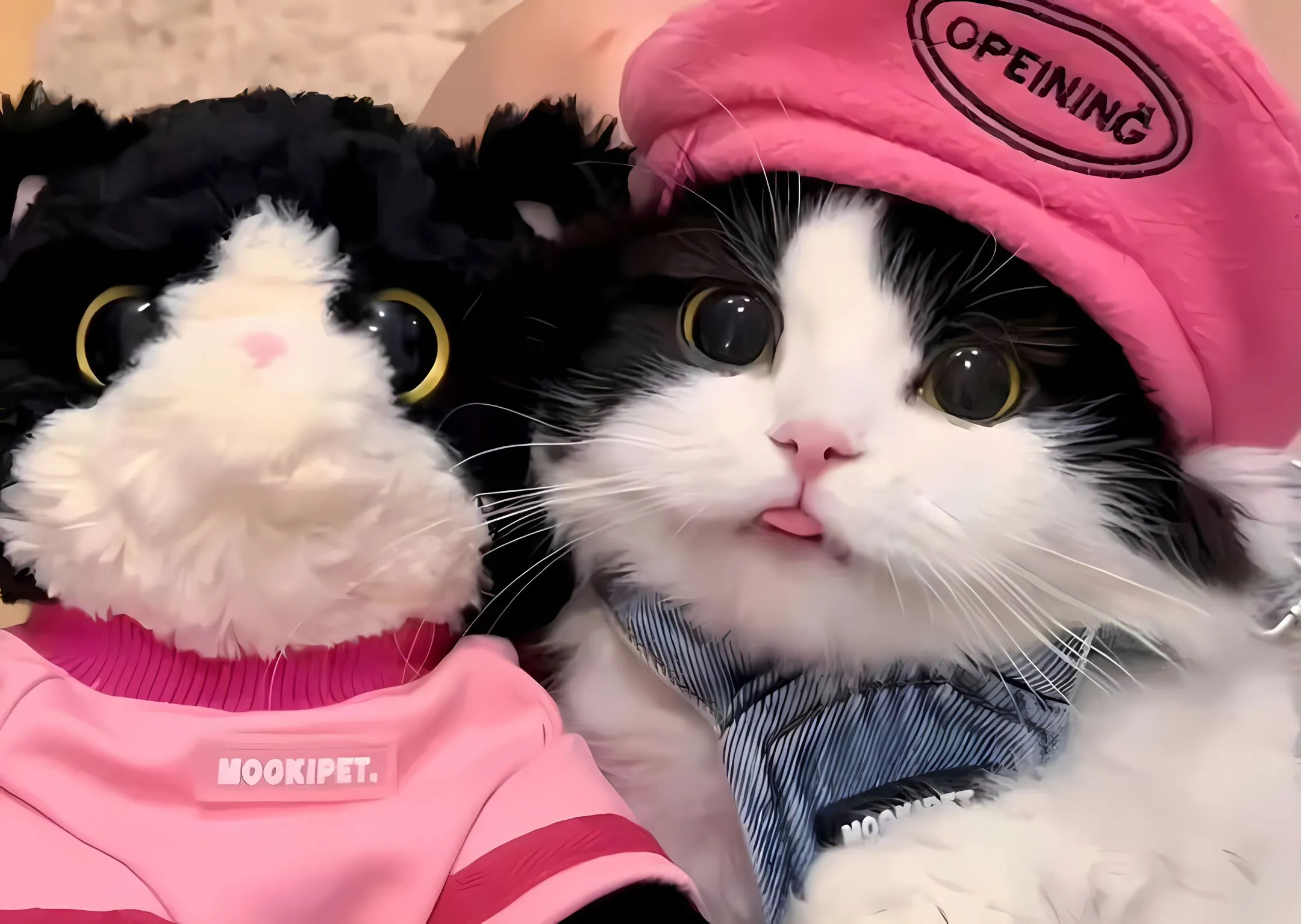 ins风 动物 小动物 小猫 壁纸预览