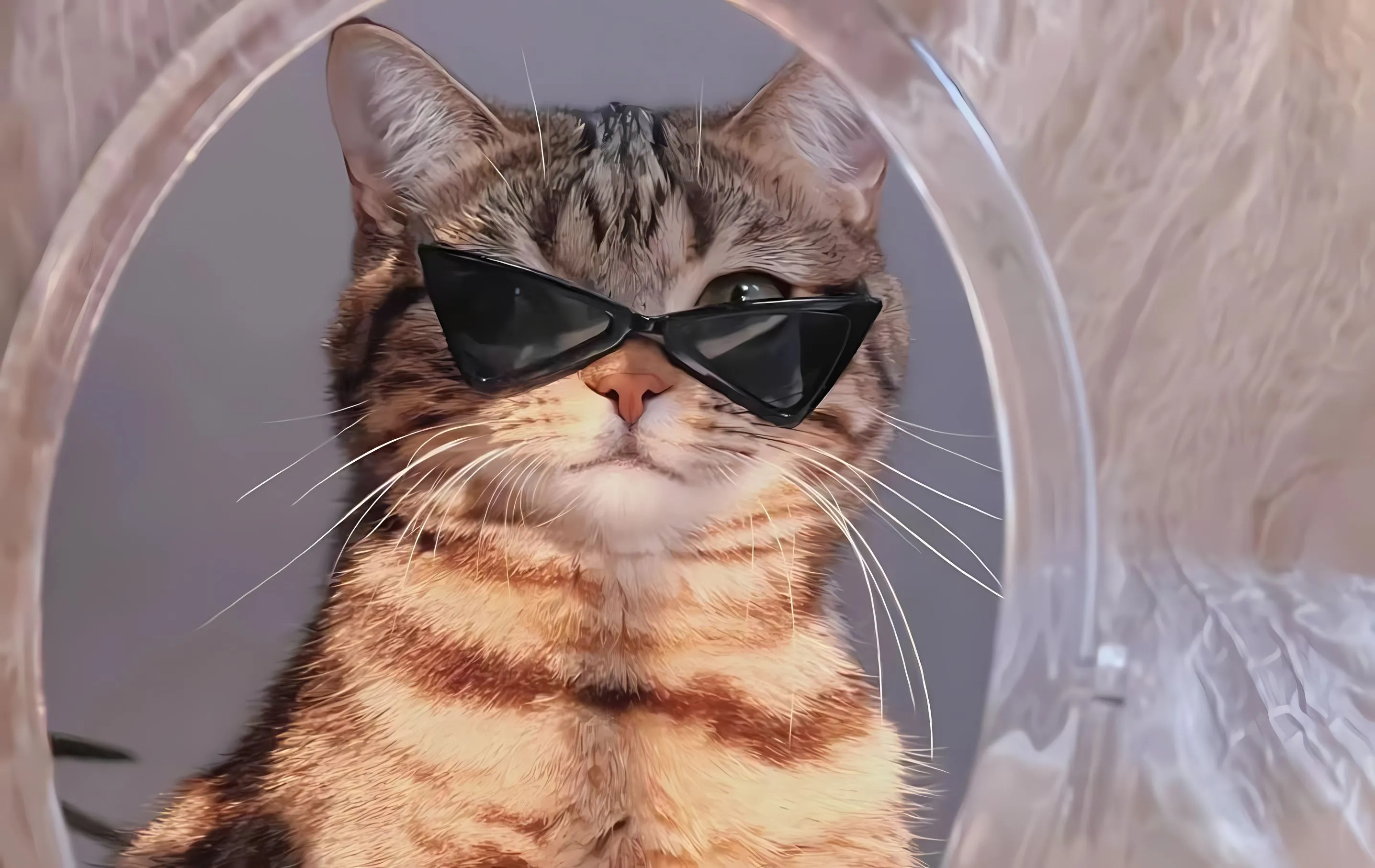 动物 萌宠 猫咪 酷 壁纸预览
