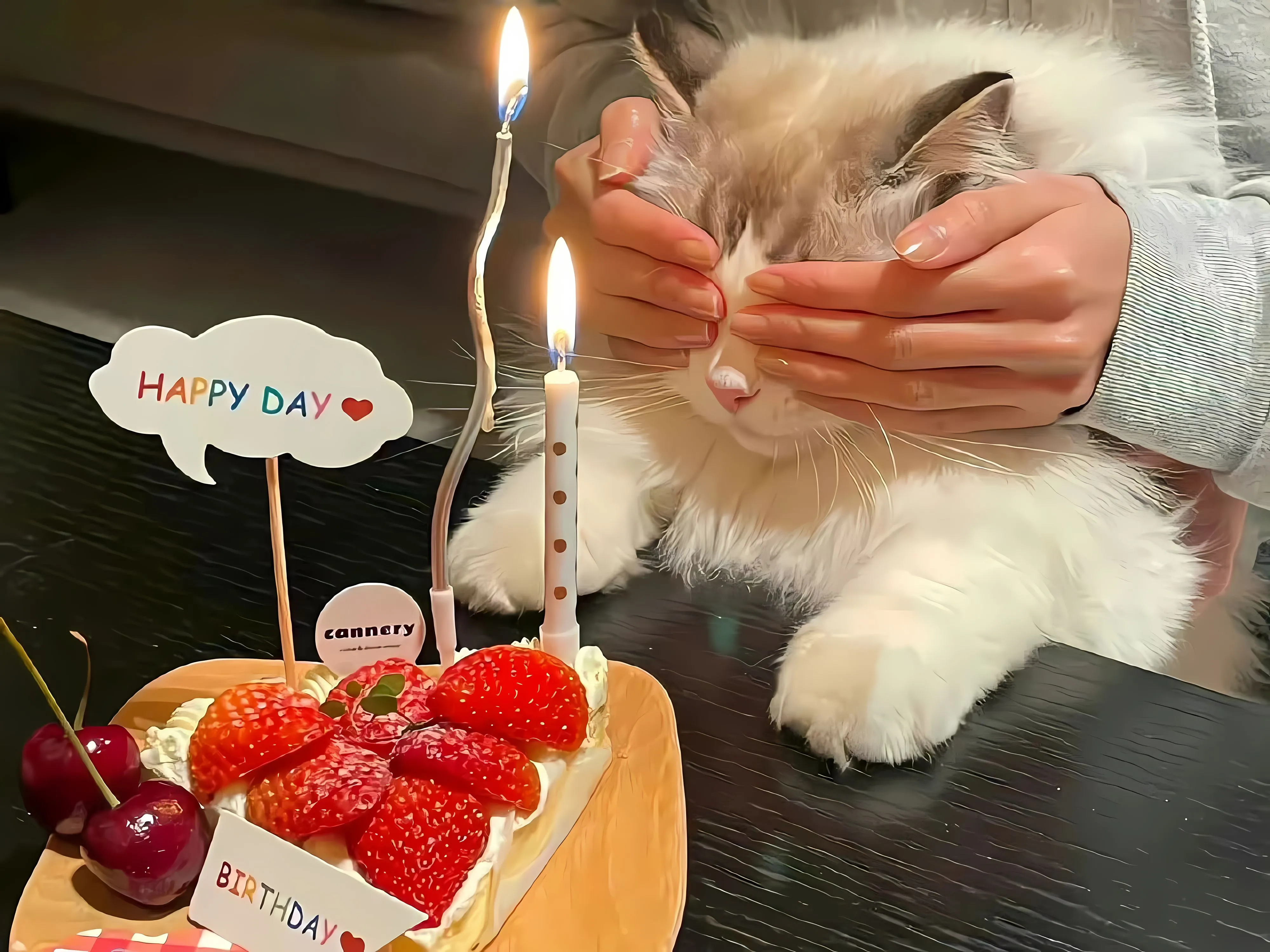 ins风 动物 小动物 小猫 可爱 壁纸预览