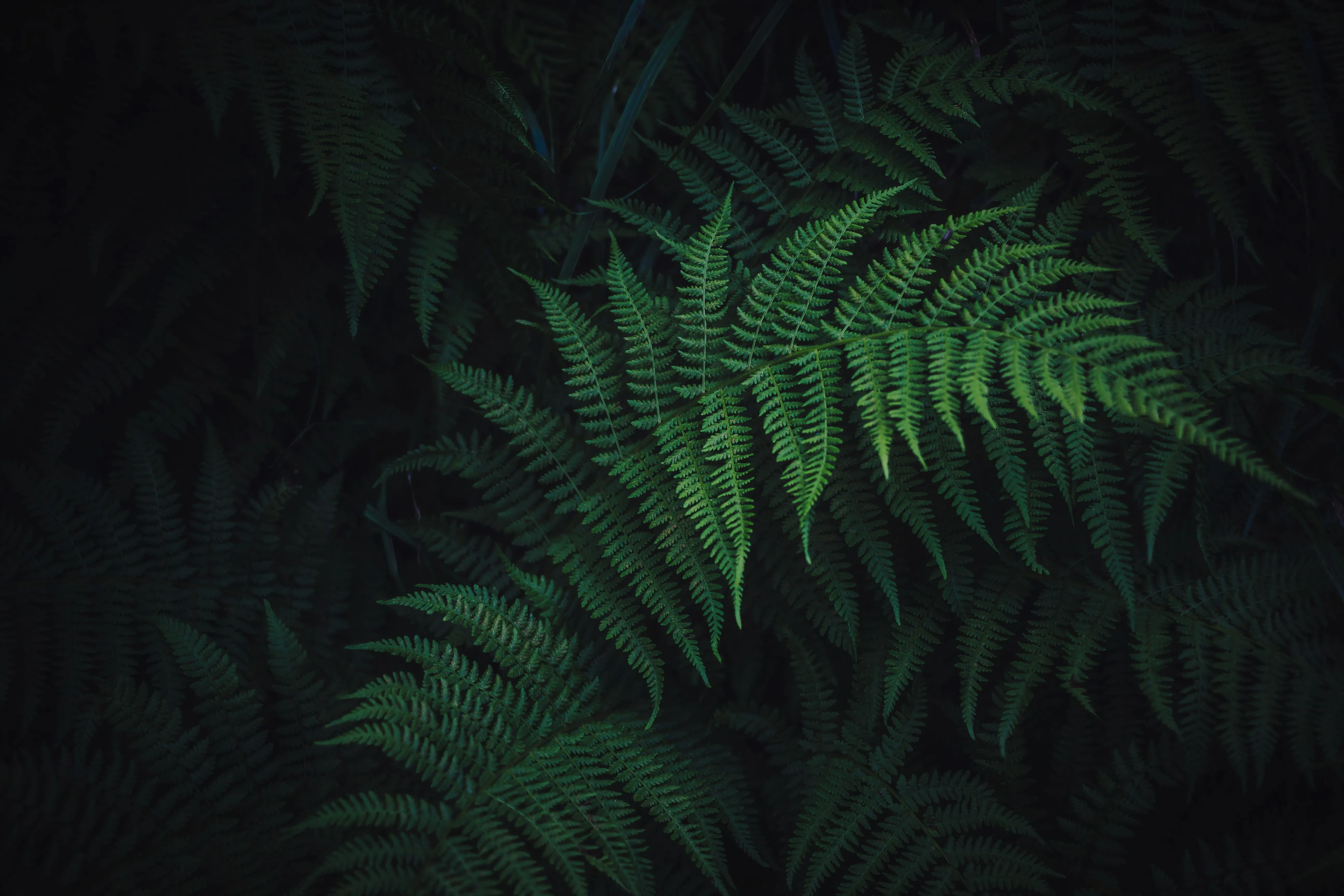 风景 植物 大自然 高分摄影作品 生命力 树叶 壁纸预览