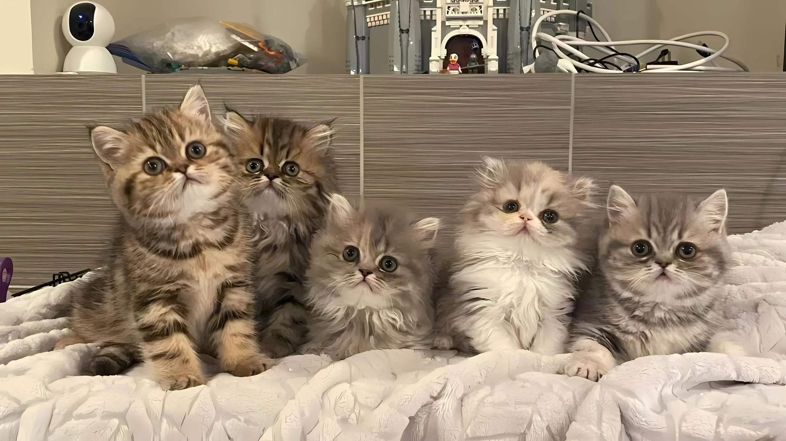 动物 可爱 猫咪 萌宠 壁纸预览