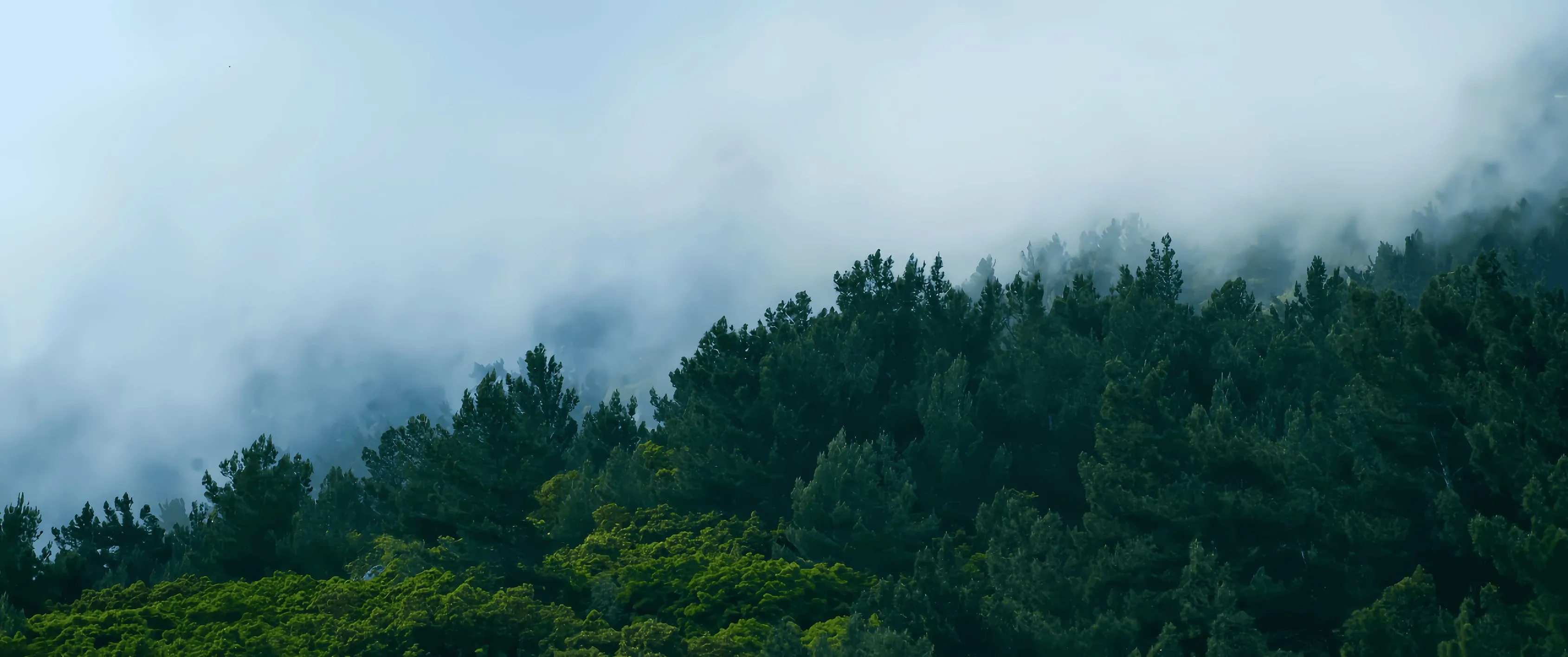 风景 山间 林间 雾 治愈 大自然 壁纸预览