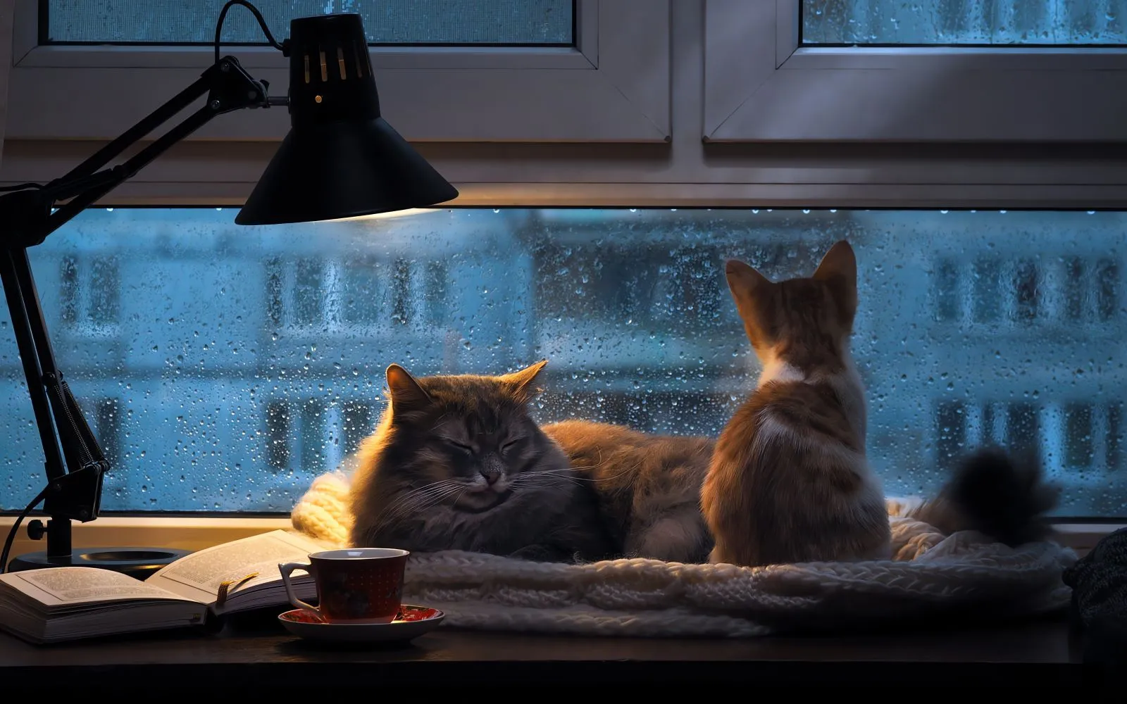 动物 可爱 猫咪 壁纸预览