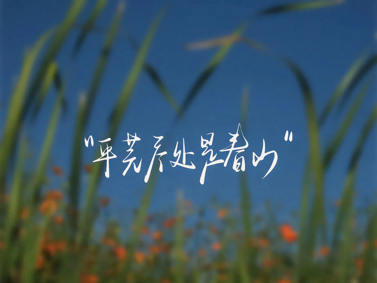 植物 平荒尽处是青山 治愈 励志 上岸 壁纸预览