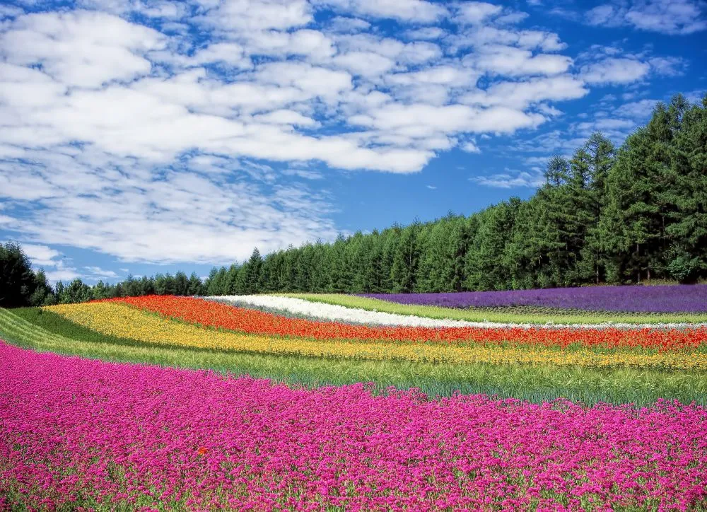 风景 大自然 色彩 花卉 壁纸预览