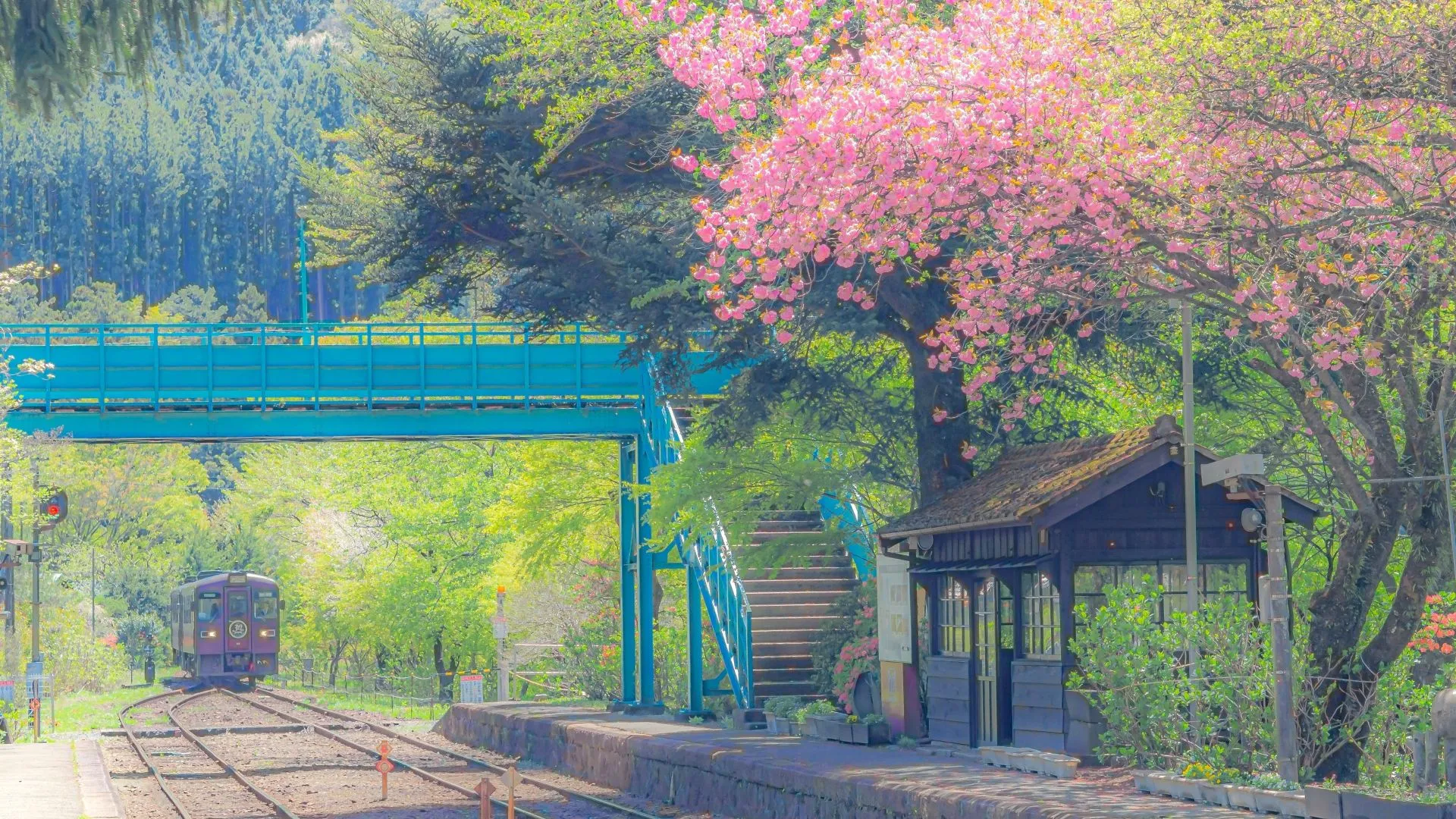 风景 春意盎然 火车 氛围感 治愈 壁纸预览