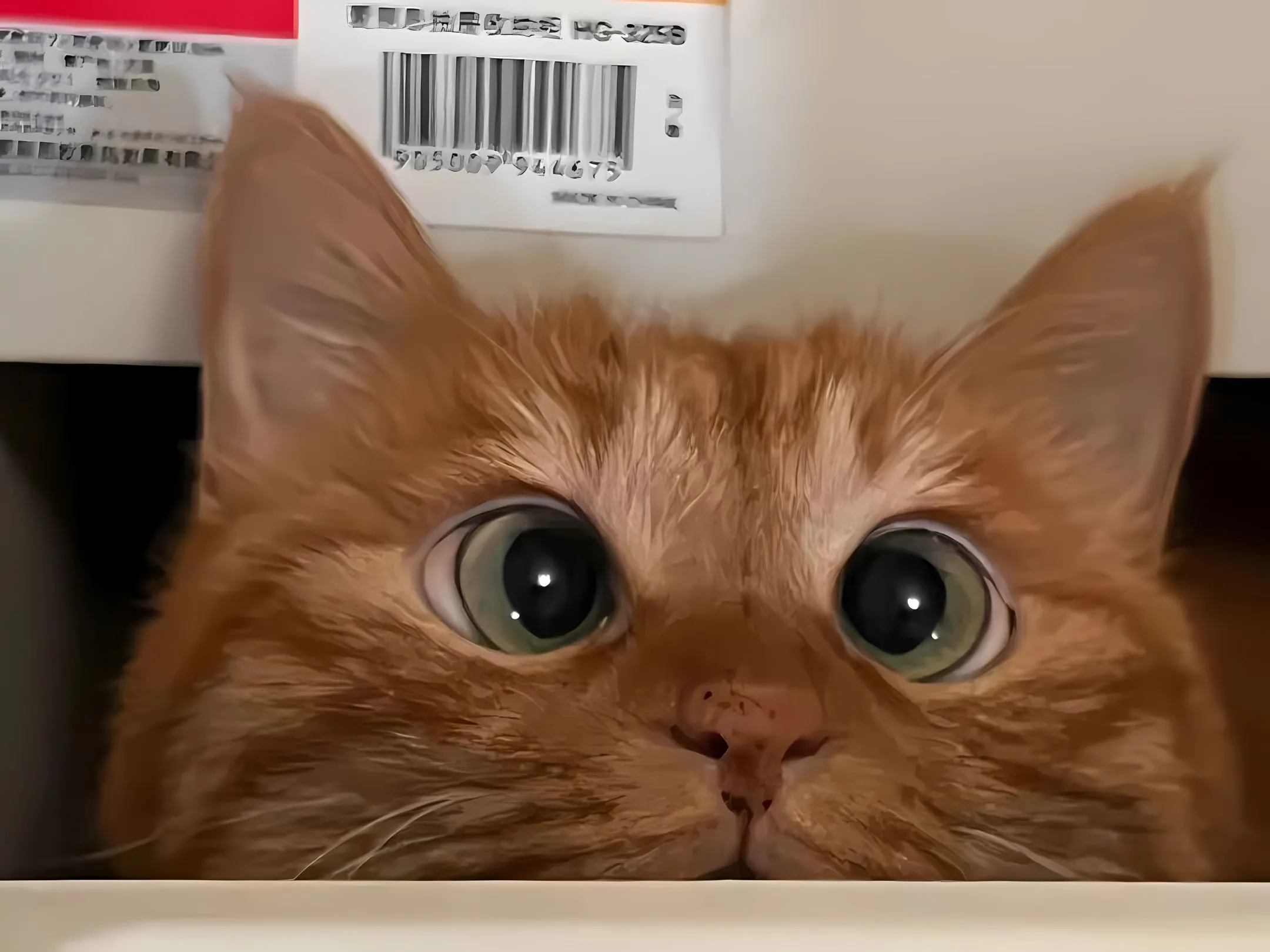 动物 猫咪 萌宠 壁纸预览