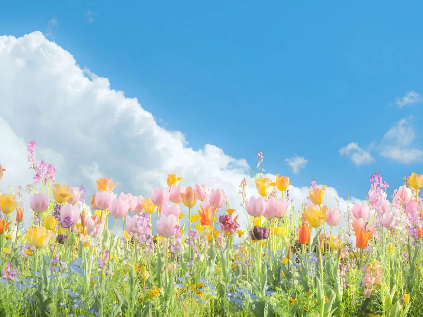 风景 ins风 治愈 鲜花 花卉 壁纸预览