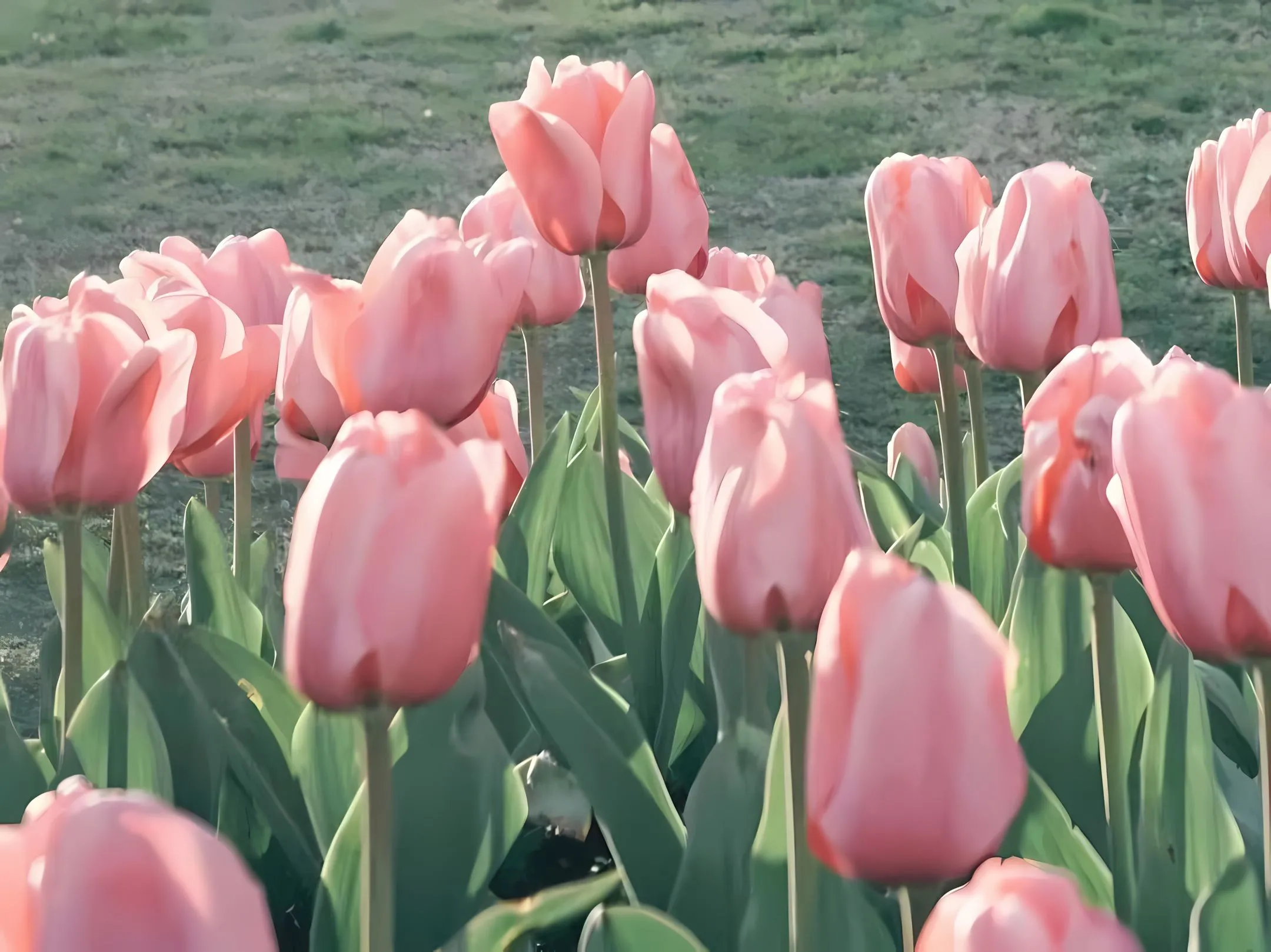 风景 郁金香 鲜花 治愈 壁纸预览