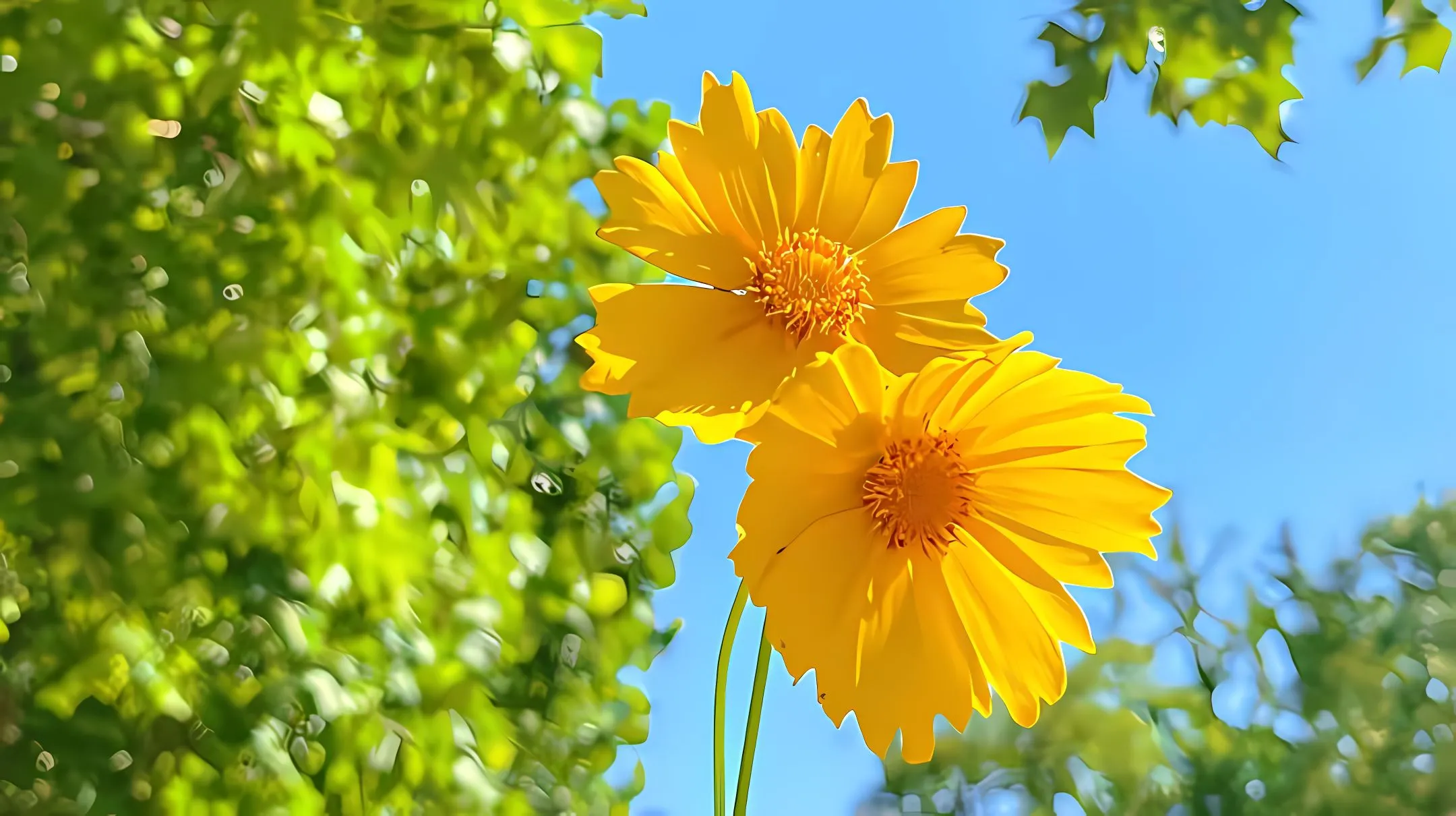 风景 小雏菊 治愈 壁纸预览