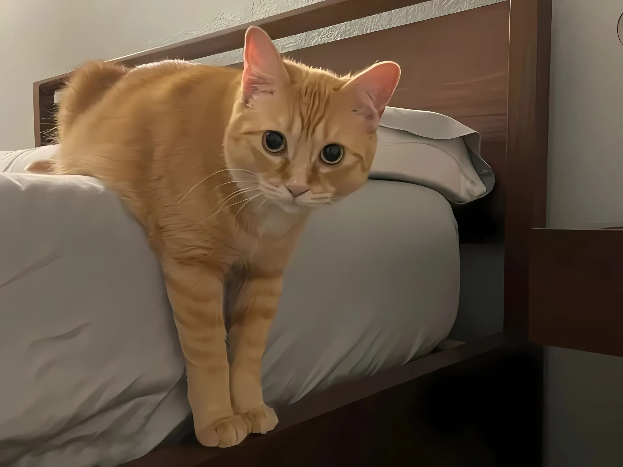 动物 可爱 呆萌 猫咪 壁纸预览