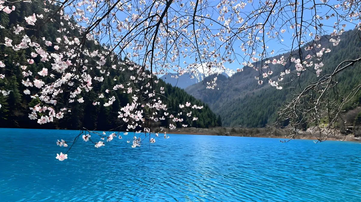 风景 湖边上的樱花树 治愈 壁纸预览