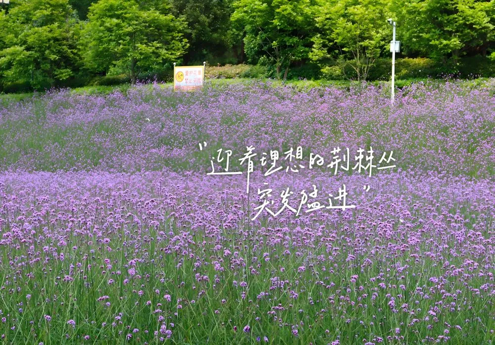 风景 励志 迎着理想的荆耕丛，突发猛进 上岸 壁纸预览