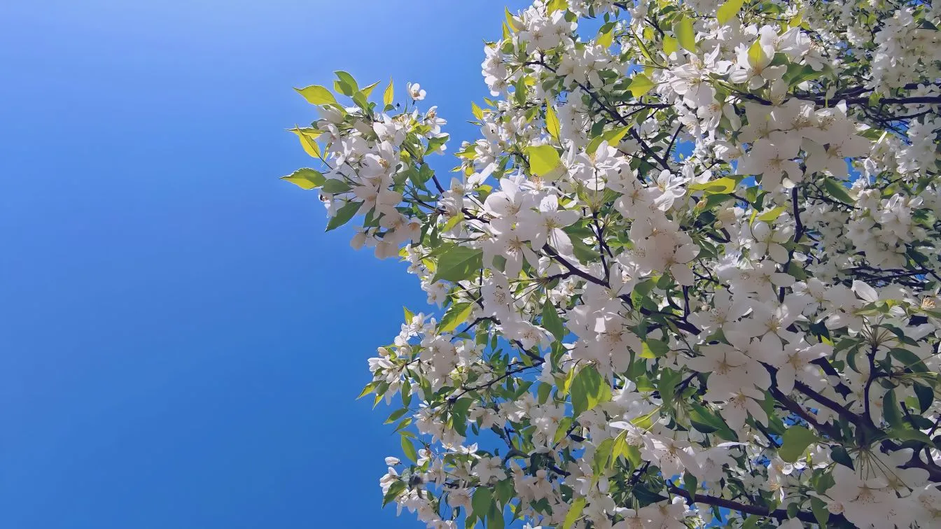 植物 海棠花 治愈 唯美 壁纸预览
