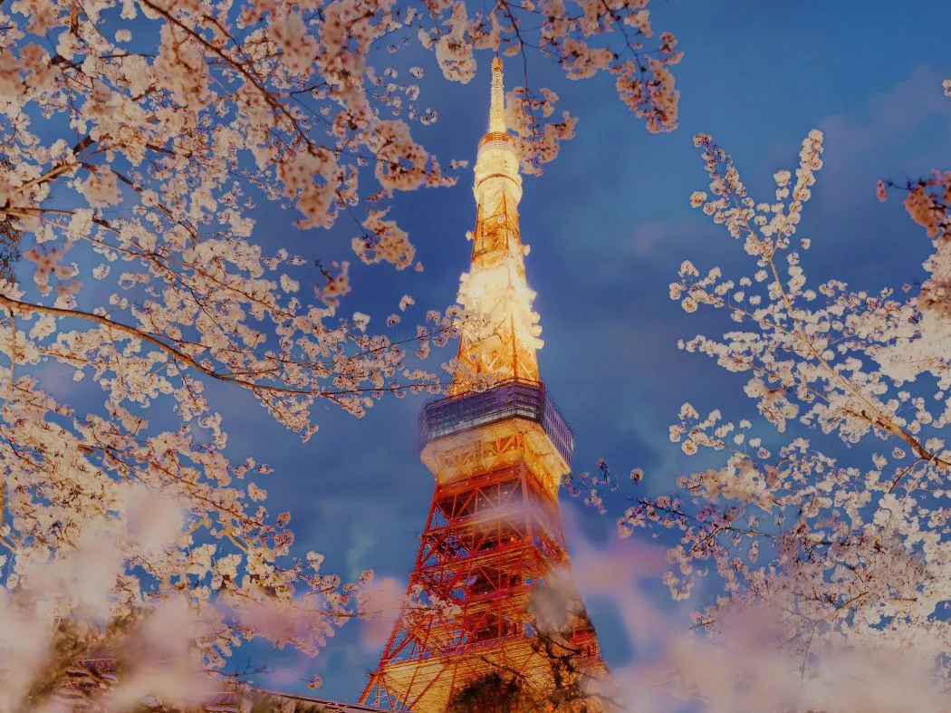 风景 东京塔 樱花 夜景 超好看的风景 壁纸预览