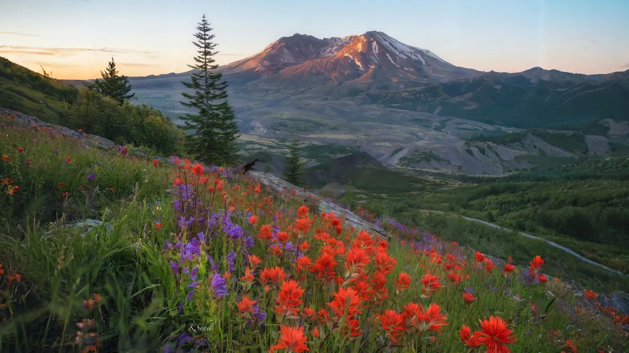 风景 高山 鲜花 田园风景 壁纸预览
