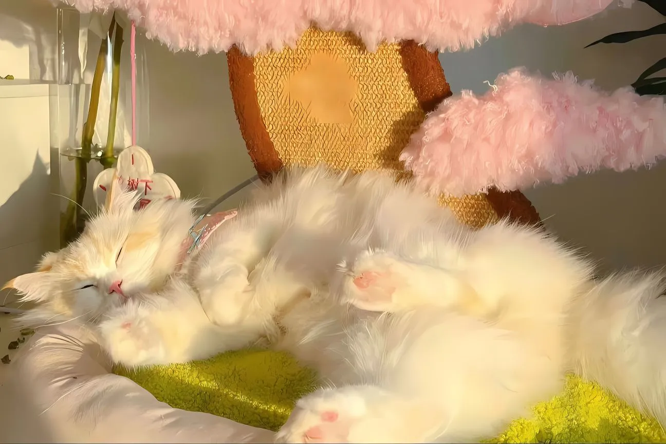 动物 小猫 可爱 壁纸预览