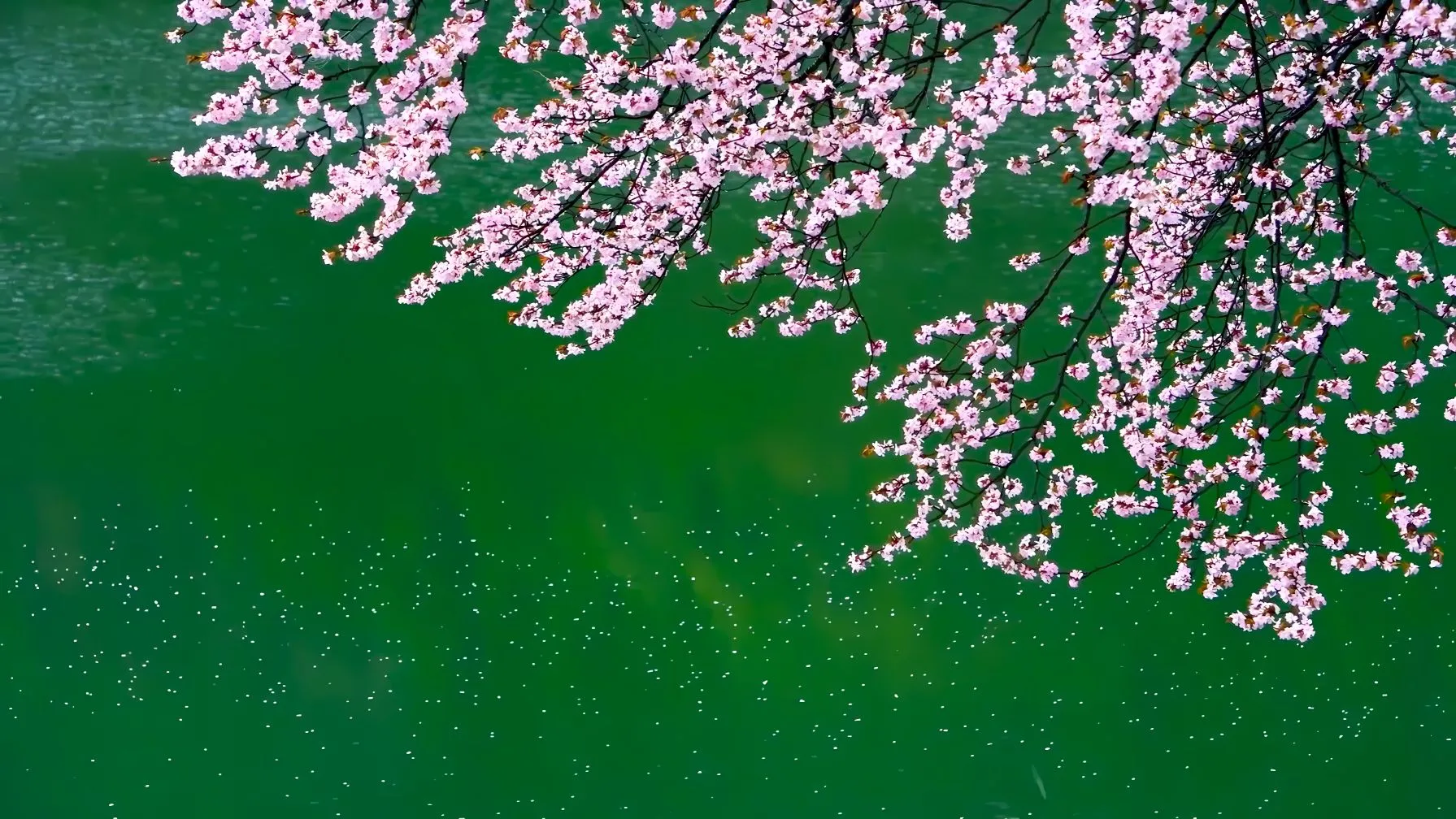 风景 植物 唯美 壁纸预览
