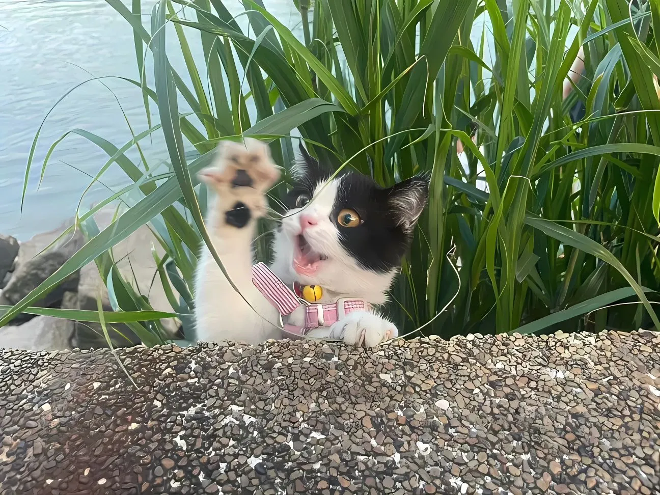 可爱 动物 小猫 壁纸预览