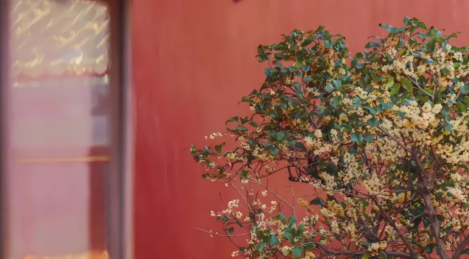 植物(分类),桂花 壁纸预览