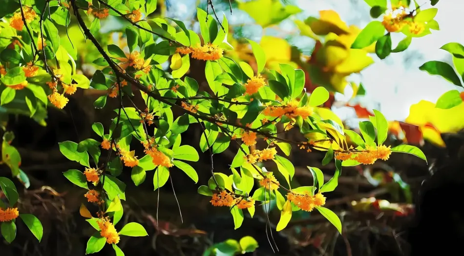 植物(分类),桂花 壁纸预览
