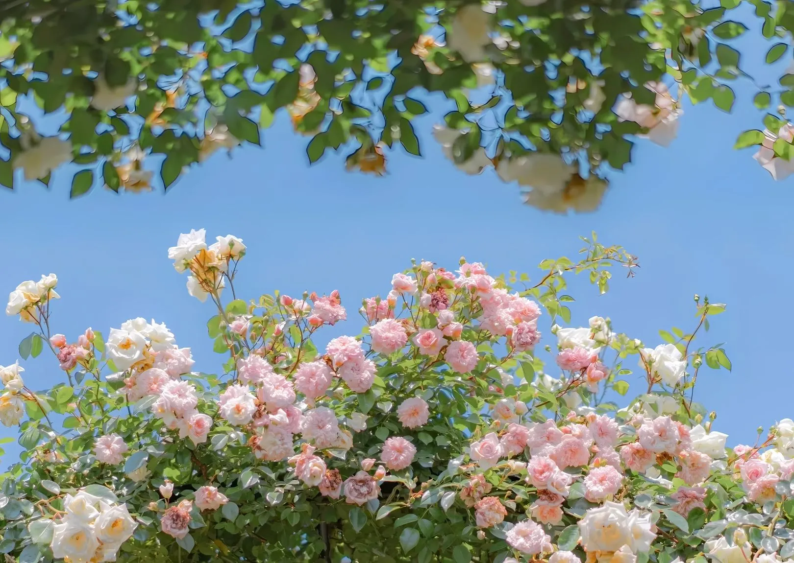 风景 花 春天 小清新 壁纸预览