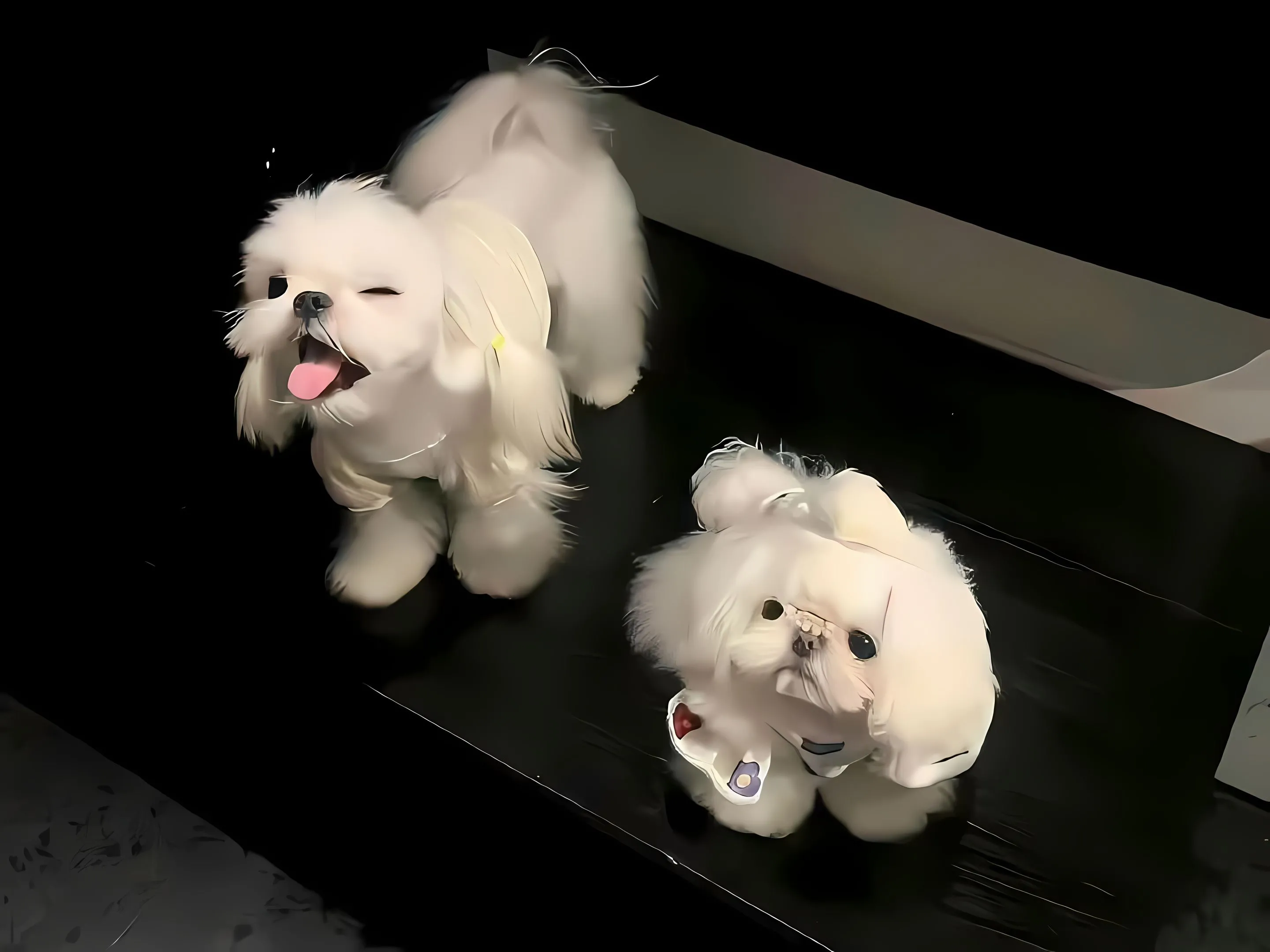 动物 小狗 可爱 治愈 壁纸预览
