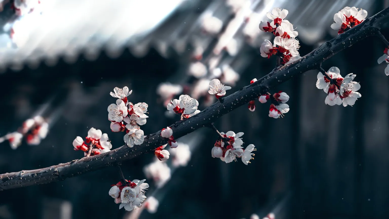 植物 花 花朵 壁纸预览