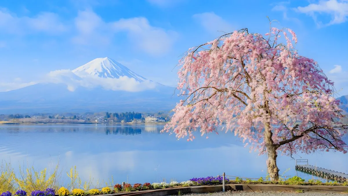 风景 超好看的风景 湖边上的樱花树 壁纸预览