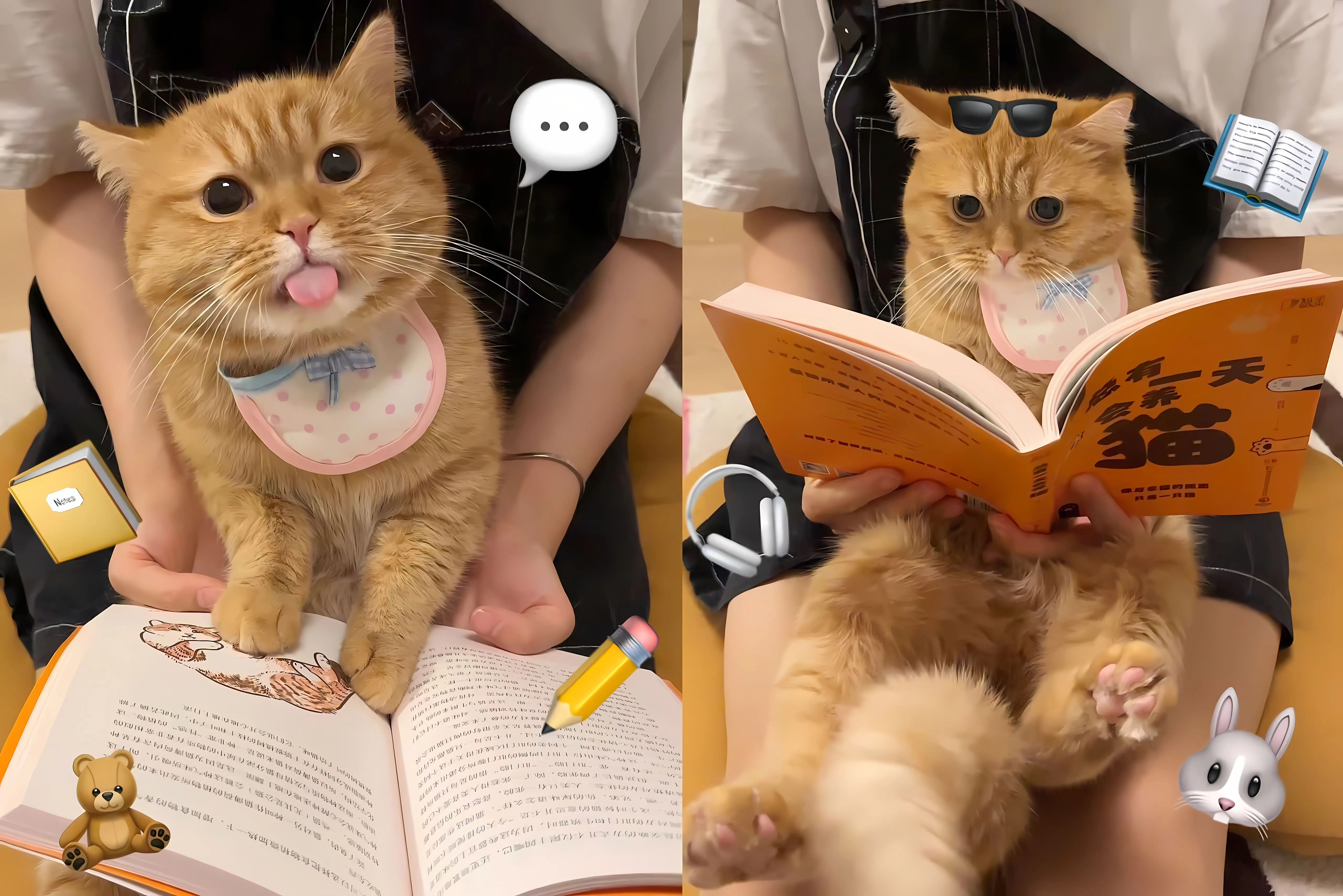 动物 猫咪 可爱 治愈 壁纸预览