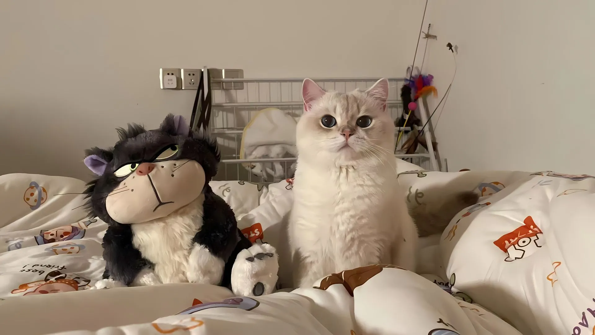 猫咪 玩偶 可爱 动物 壁纸预览