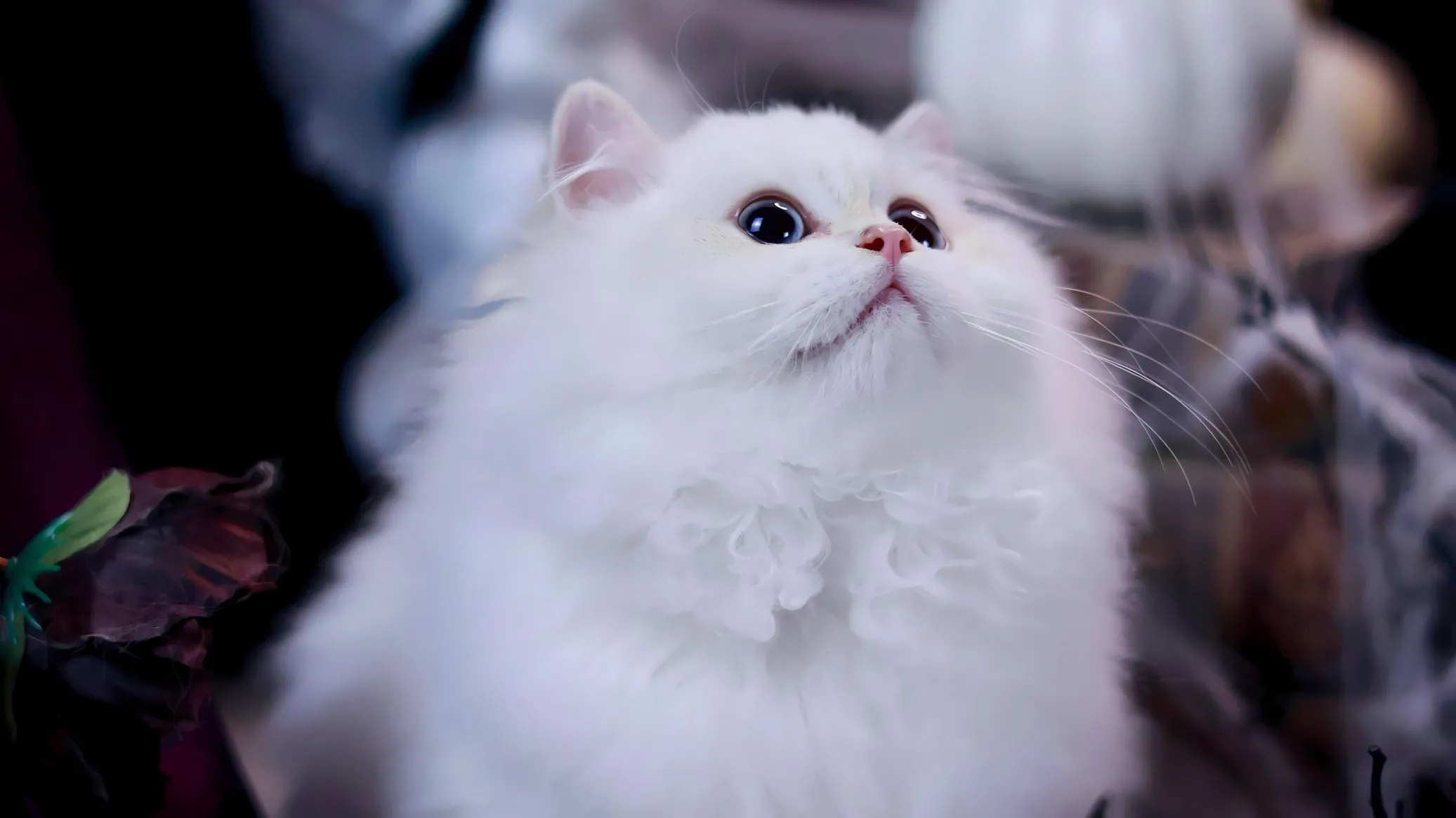 动物 小动物 猫咪 可爱 壁纸预览