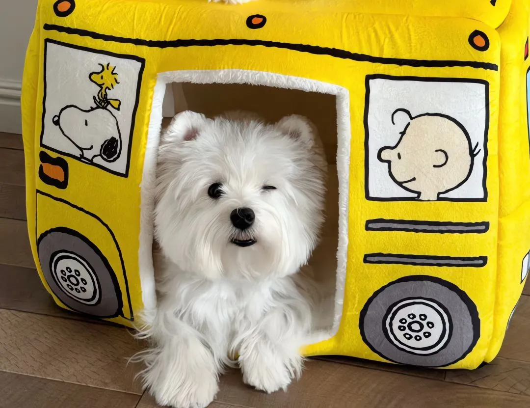 可爱 狗狗 西高地 壁纸预览
